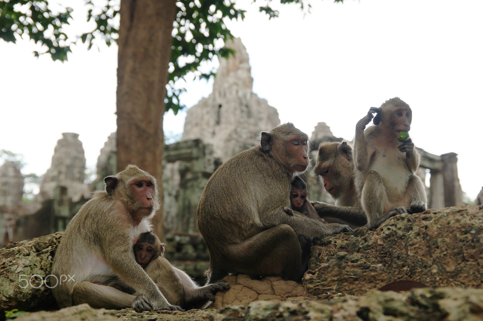 Saumsun NX 16-50mm F2-2.8 S ED OIS sample photo. Monkeys of angkor thom photography