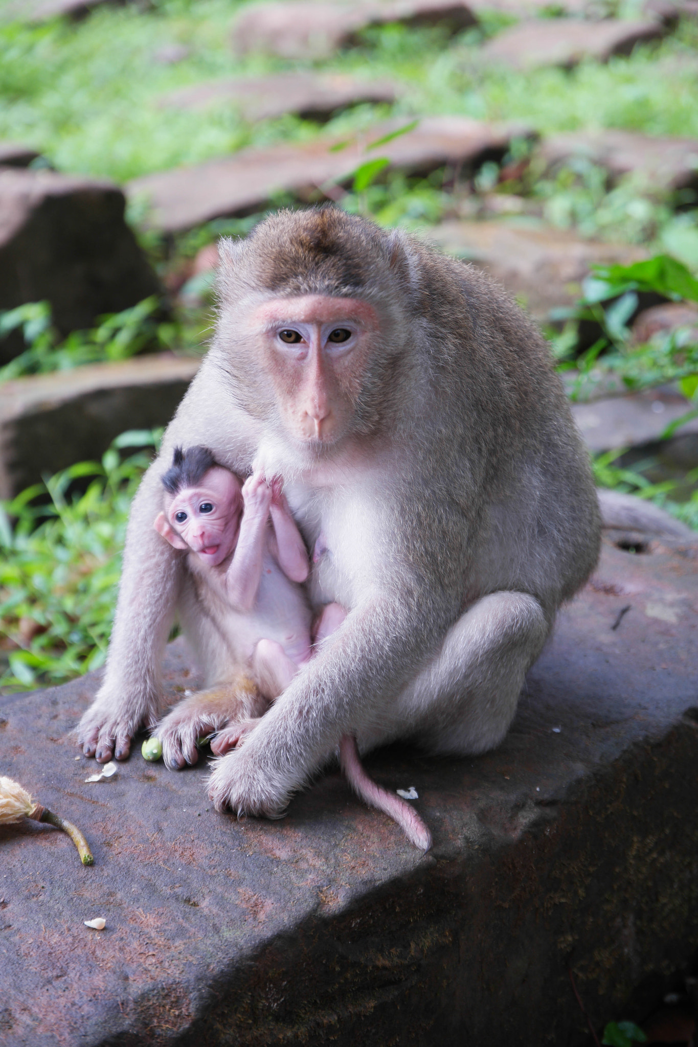 Saumsun NX 16-50mm F2-2.8 S ED OIS sample photo. Cambodian monkeys photography