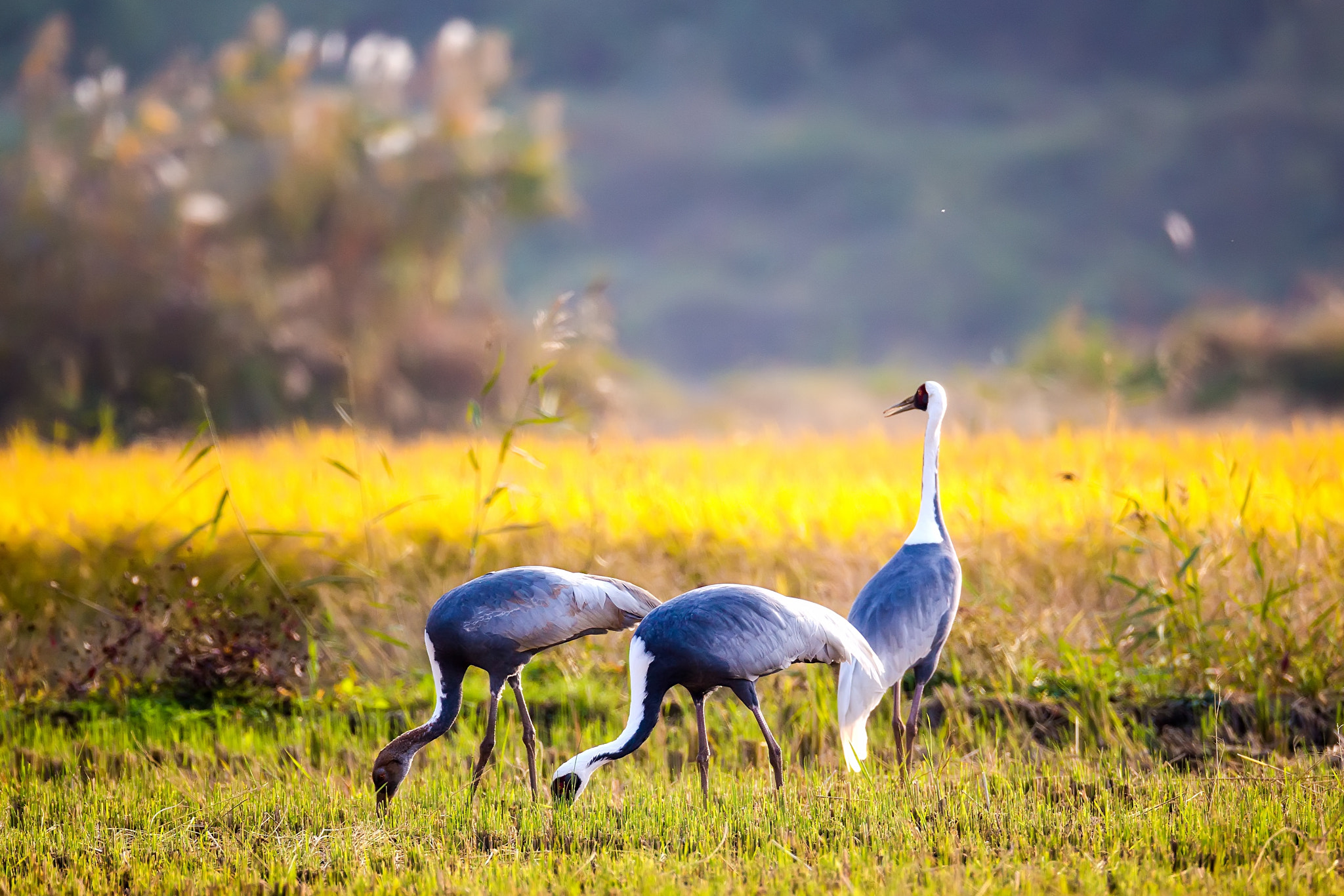 Canon EOS-1D X + Canon EF 800mm F5.6L IS USM sample photo. White-naped crane photography