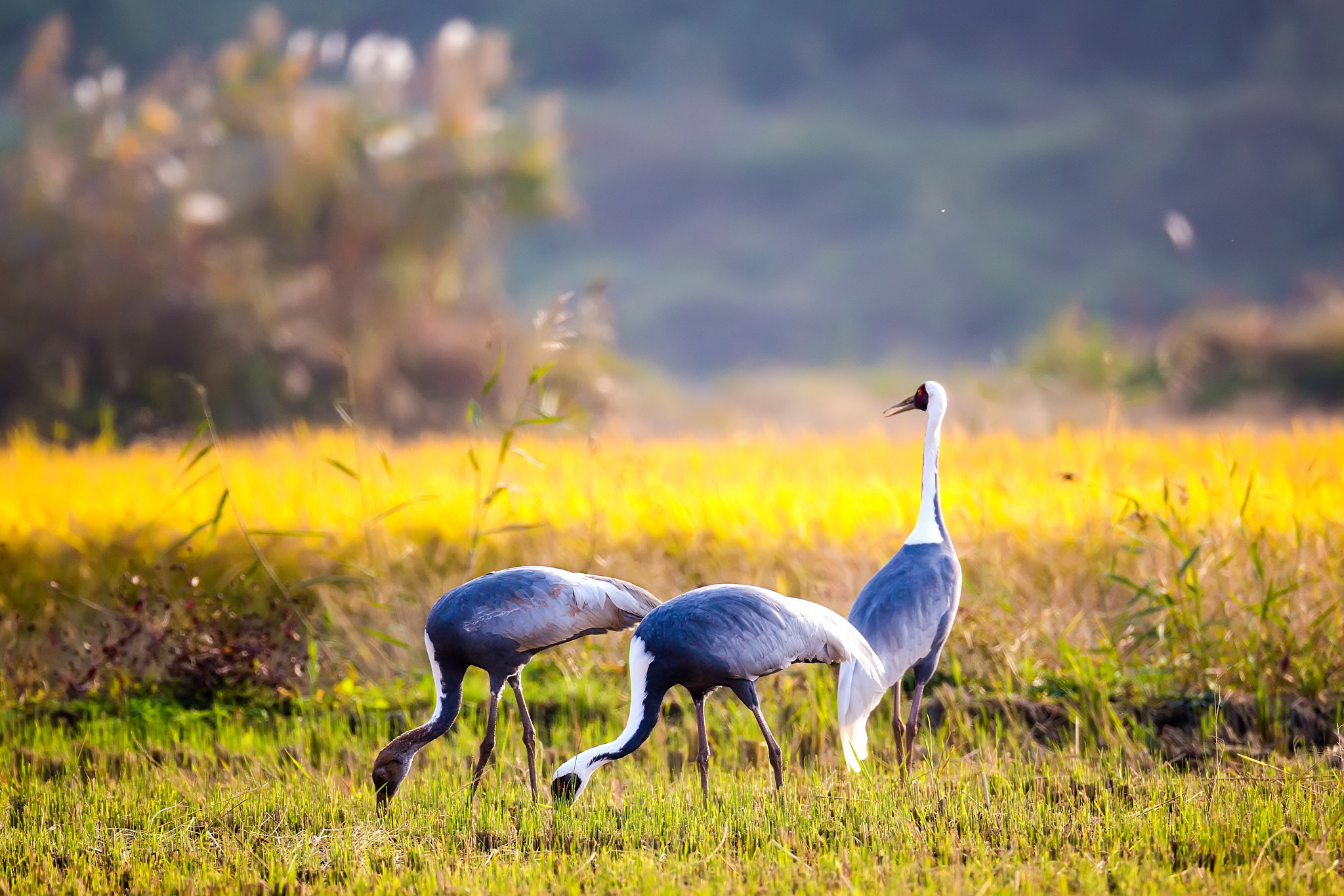 Canon EF 800mm F5.6L IS USM sample photo. White-naped crane photography