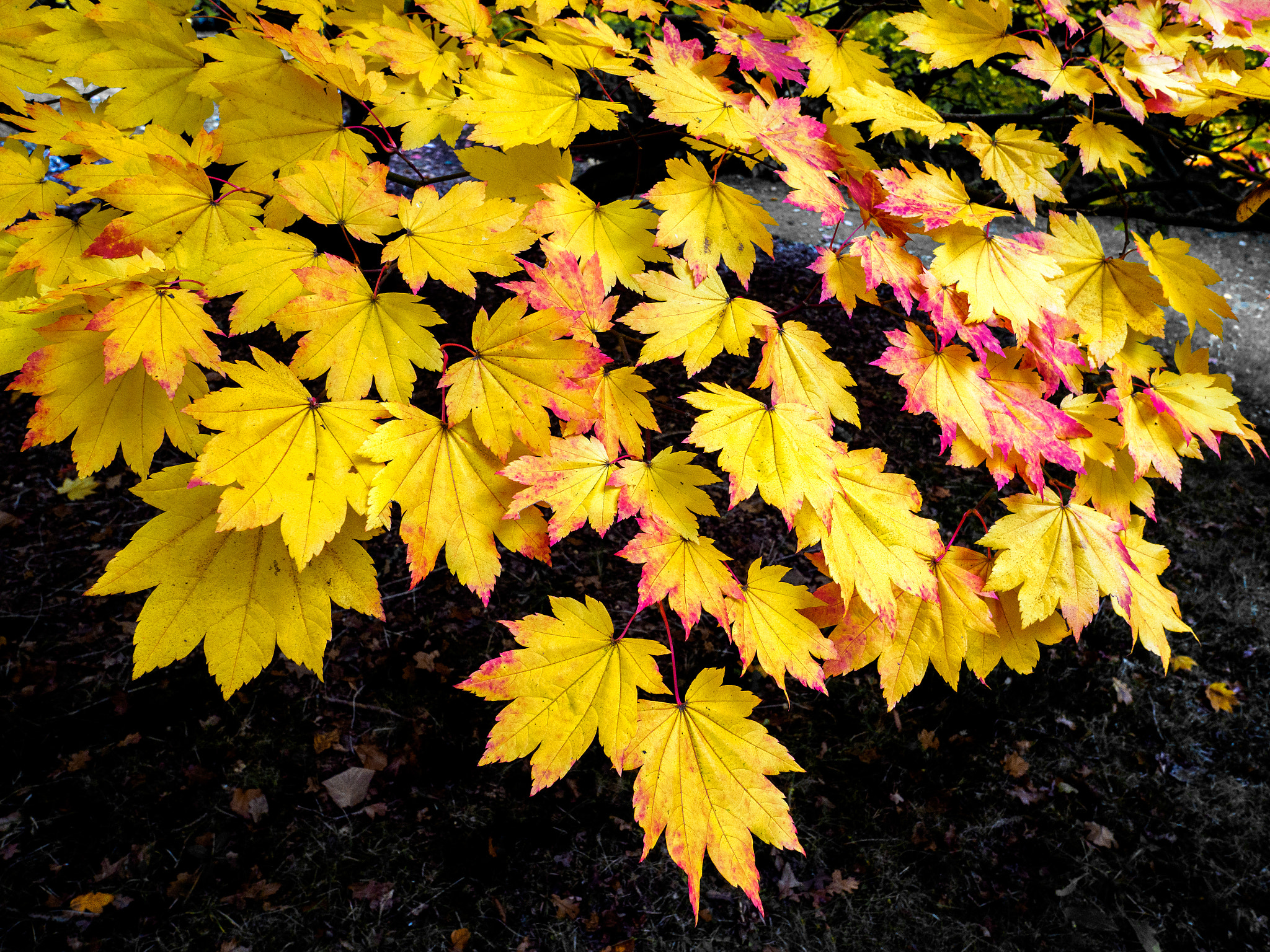 Olympus PEN-F + OLYMPUS M.12mm F2.0 sample photo. Acer soccharinum tree in autumn photography