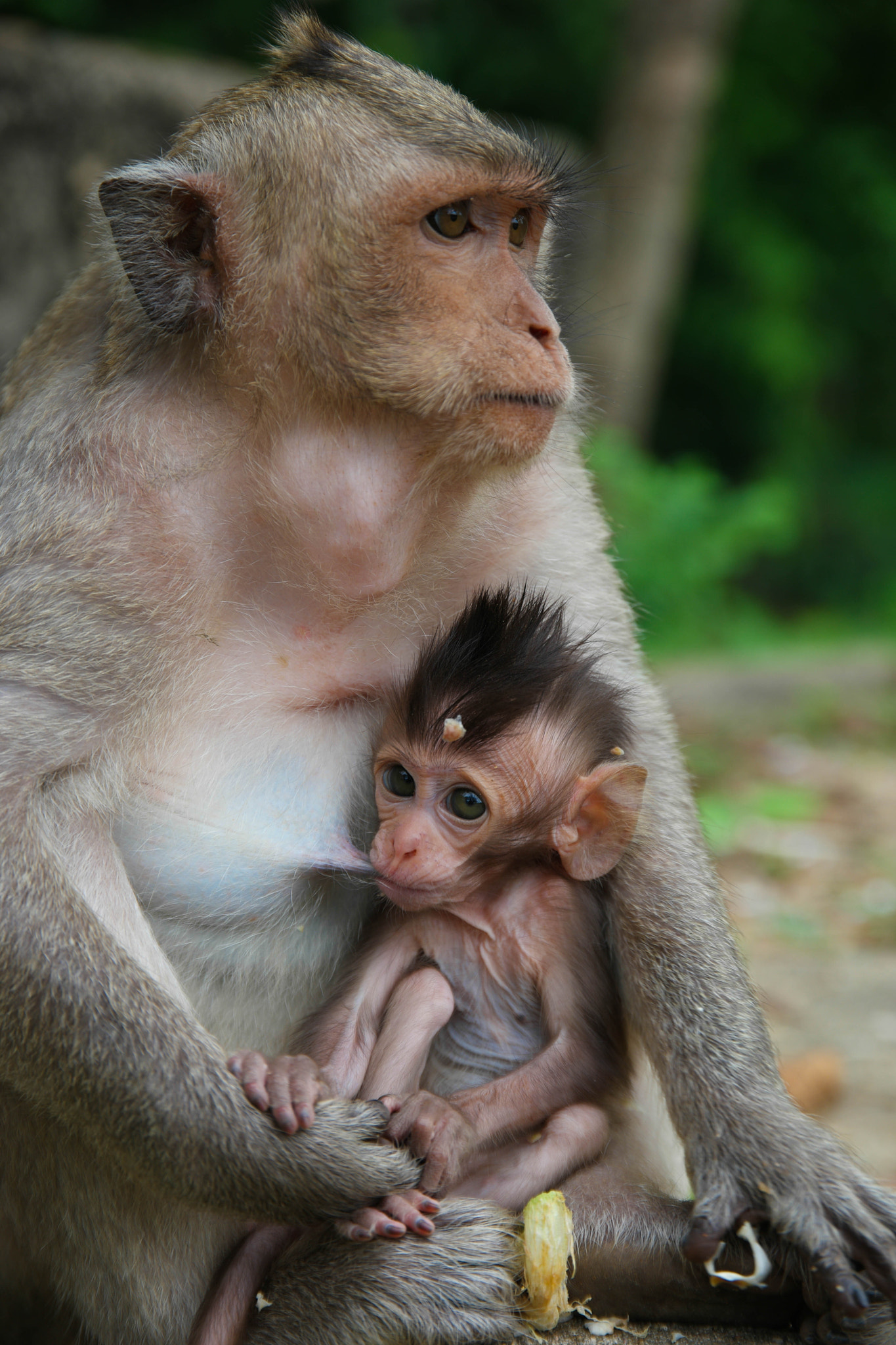 Saumsun NX 16-50mm F2-2.8 S ED OIS sample photo. Monkeys of angkor wat photography