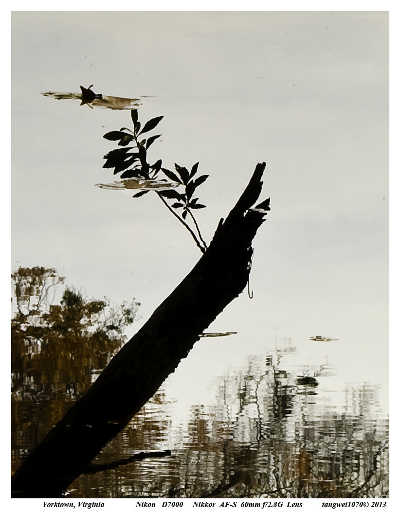 Nikon AF-S Micro-Nikkor 60mm F2.8G ED sample photo. A capture of chinese painting photography