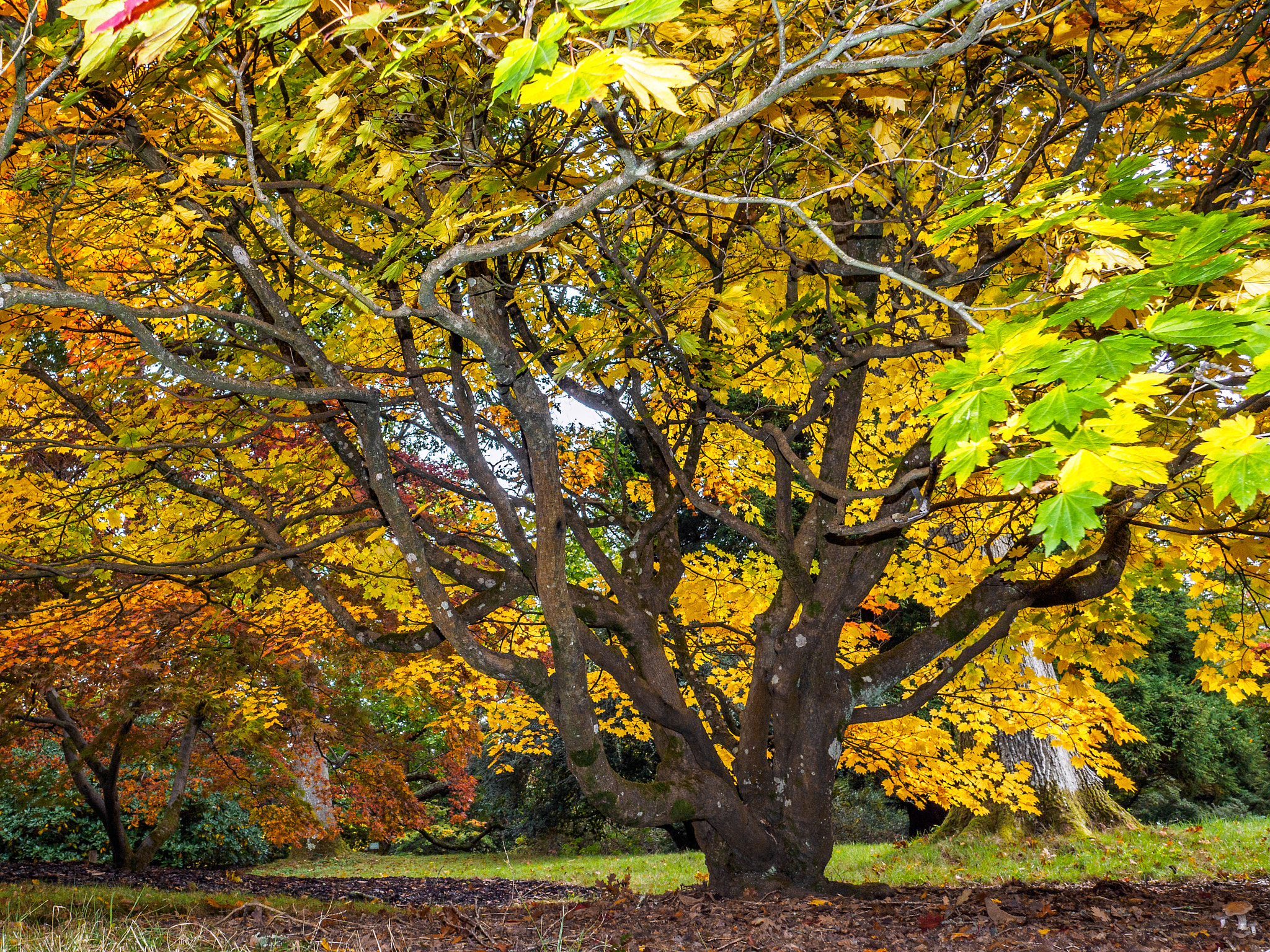 Olympus PEN-F + OLYMPUS M.12mm F2.0 sample photo. Acer soccharinum tree in autumn photography