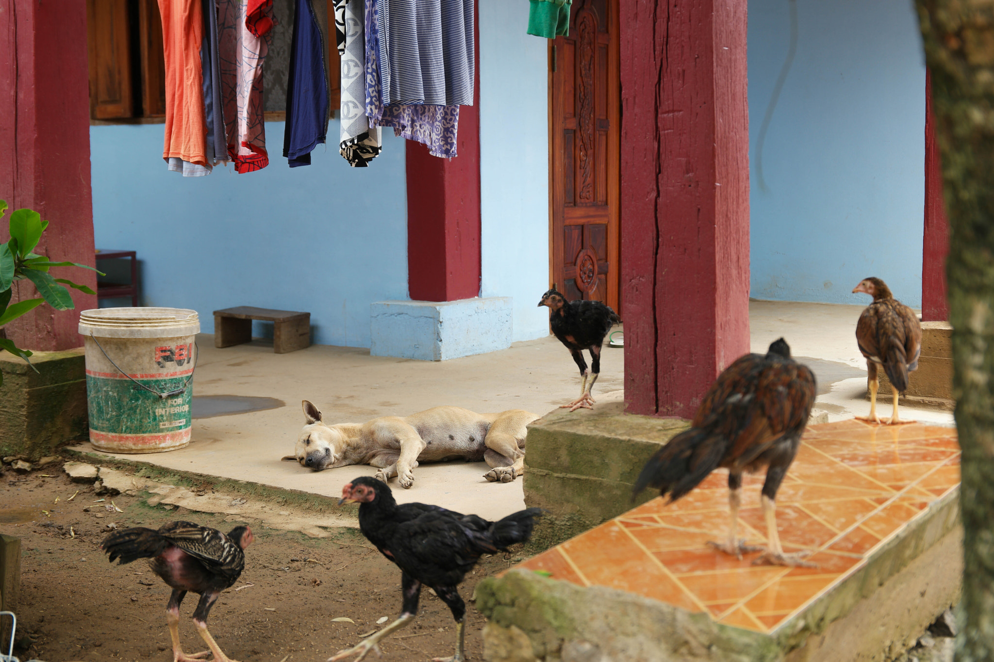 Saumsun NX 16-50mm F2-2.8 S ED OIS sample photo. Chicken security photography