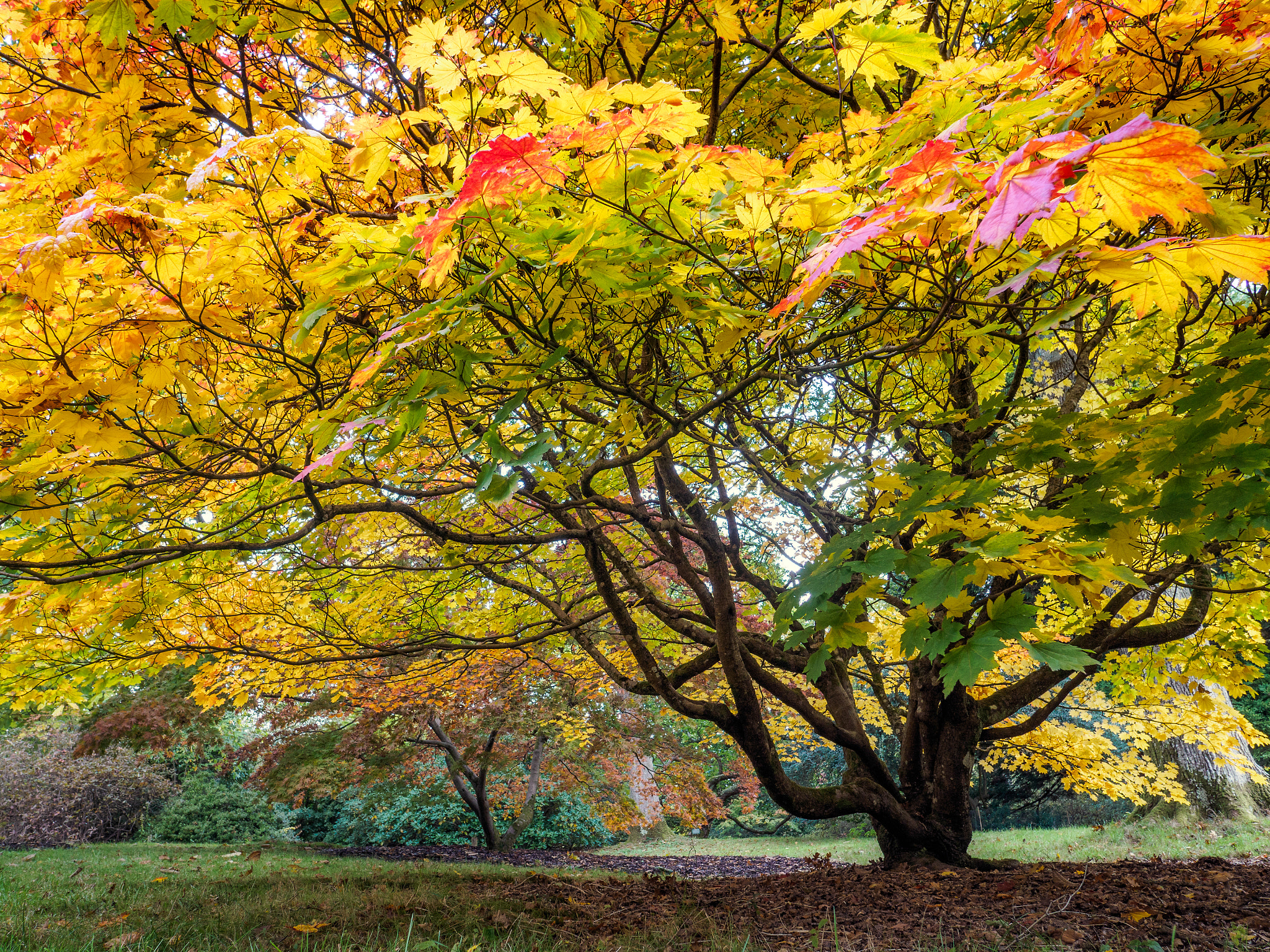 Olympus PEN-F + OLYMPUS M.12mm F2.0 sample photo. Acer soccharinum tree in autumn photography