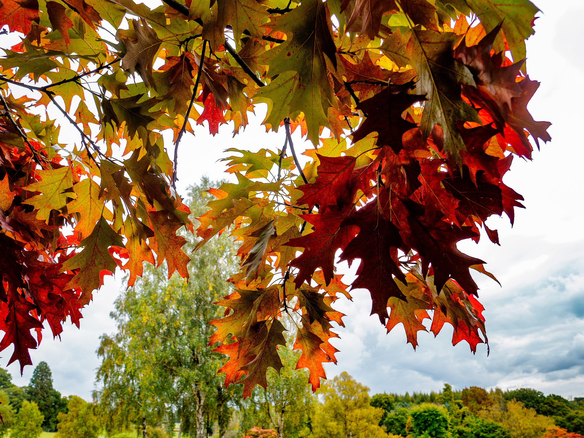 Olympus PEN-F + OLYMPUS M.12mm F2.0 sample photo. Red oak tree (querus rubra) photography