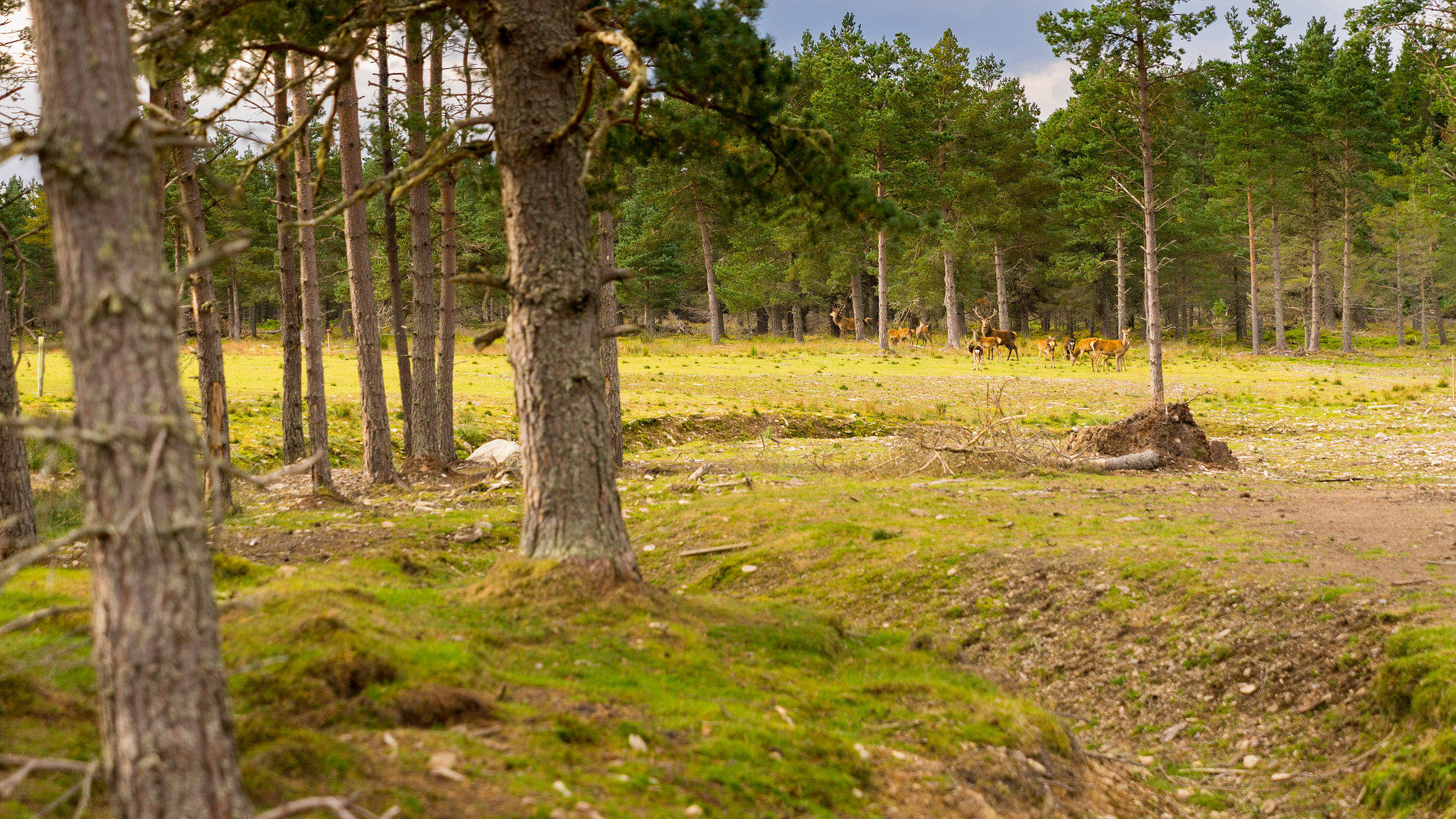 Sony a7 + Sony FE 24-70mm F2.8 GM sample photo. Red deer in scotland photography