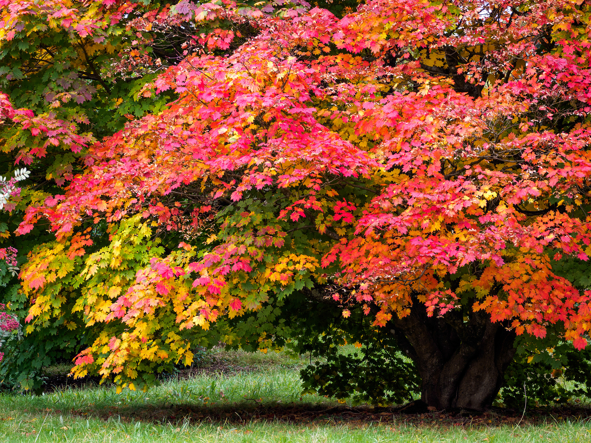 Olympus PEN-F sample photo. Japanese maple (acer palmatum) in autumn colours photography