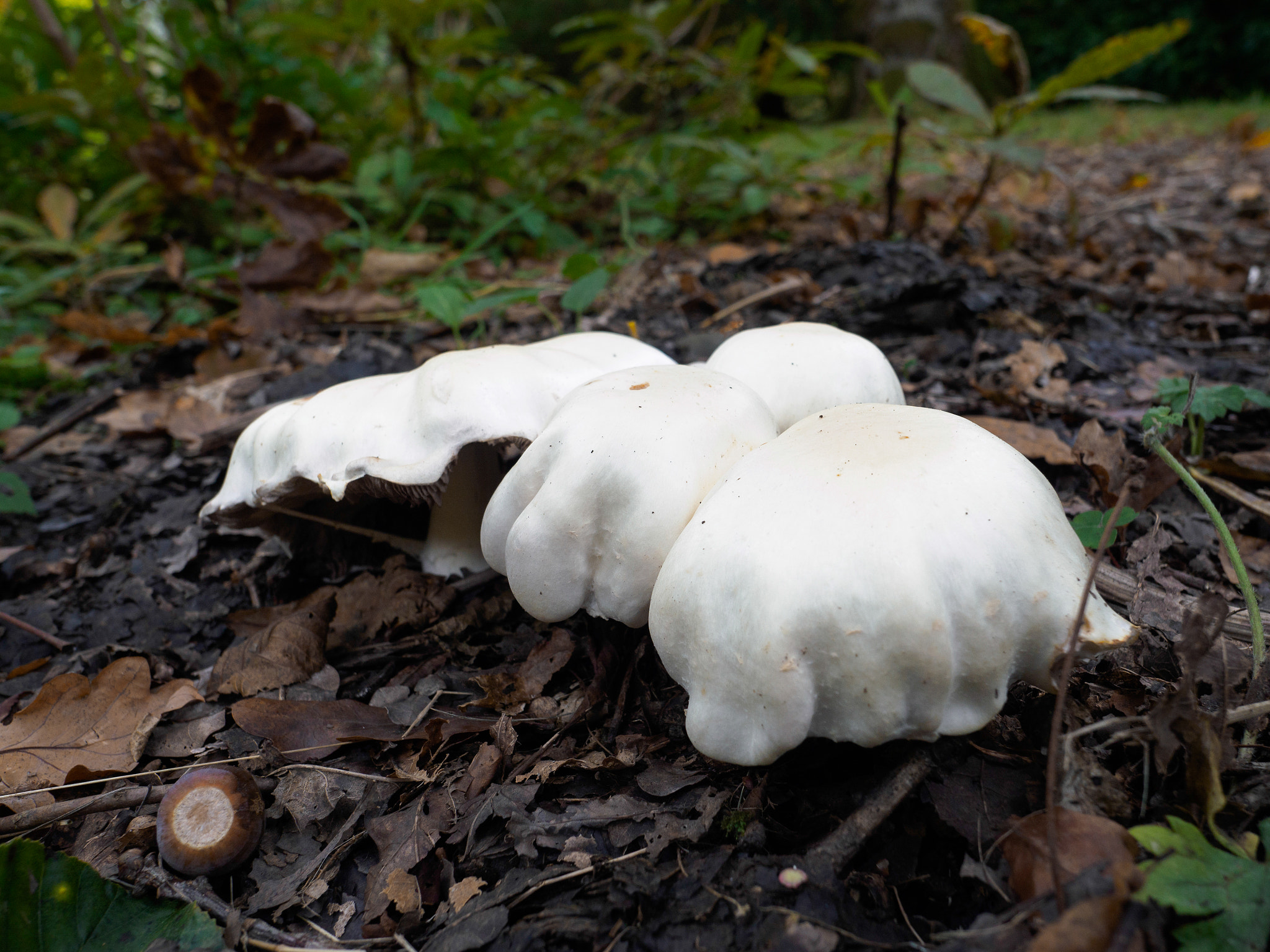 Olympus PEN-F + OLYMPUS M.12mm F2.0 sample photo. Mushrooms growing in sussex photography