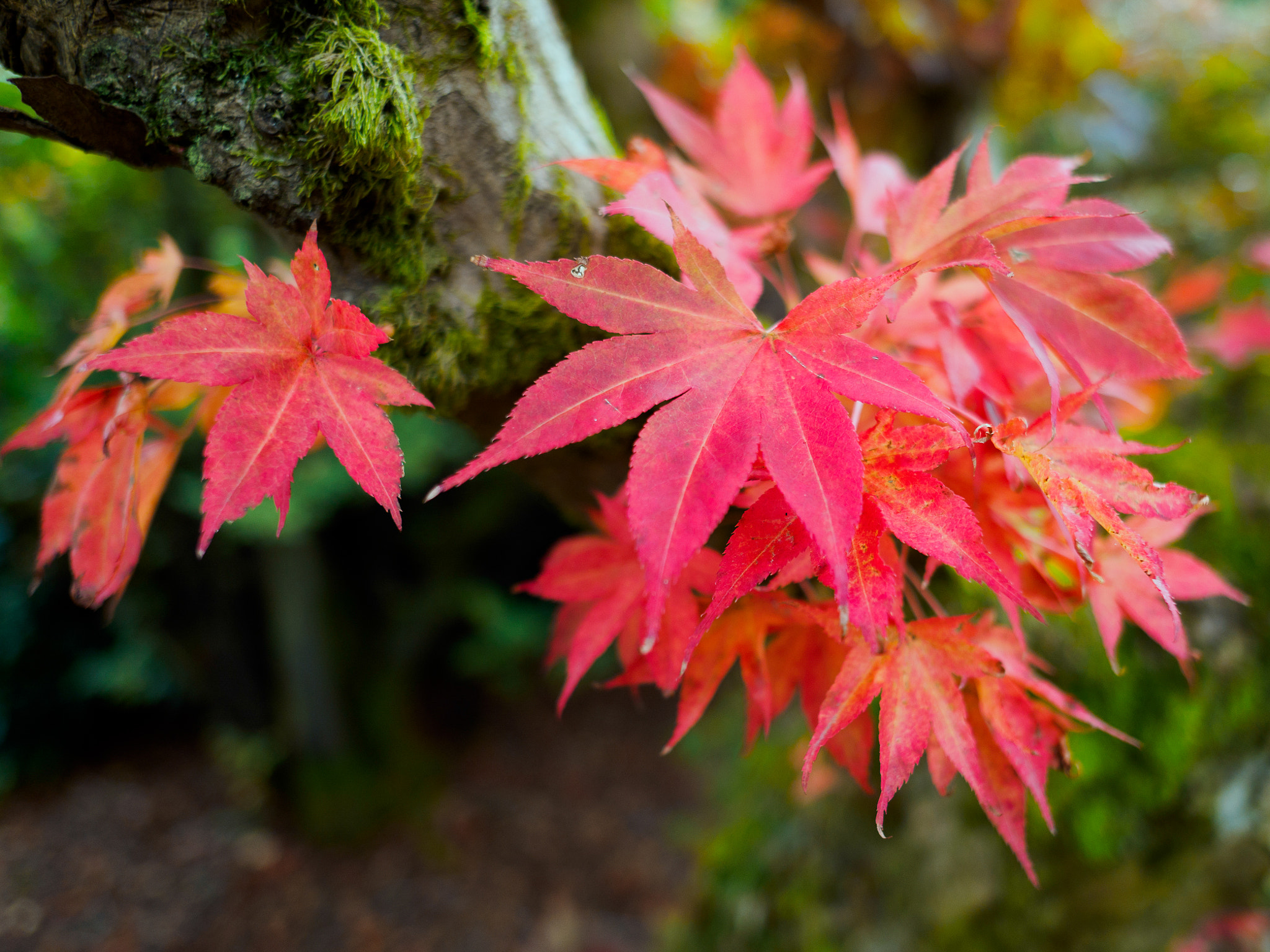Olympus PEN-F + OLYMPUS M.12mm F2.0 sample photo. Japanese maple (acer palmatum) in autumn colours photography