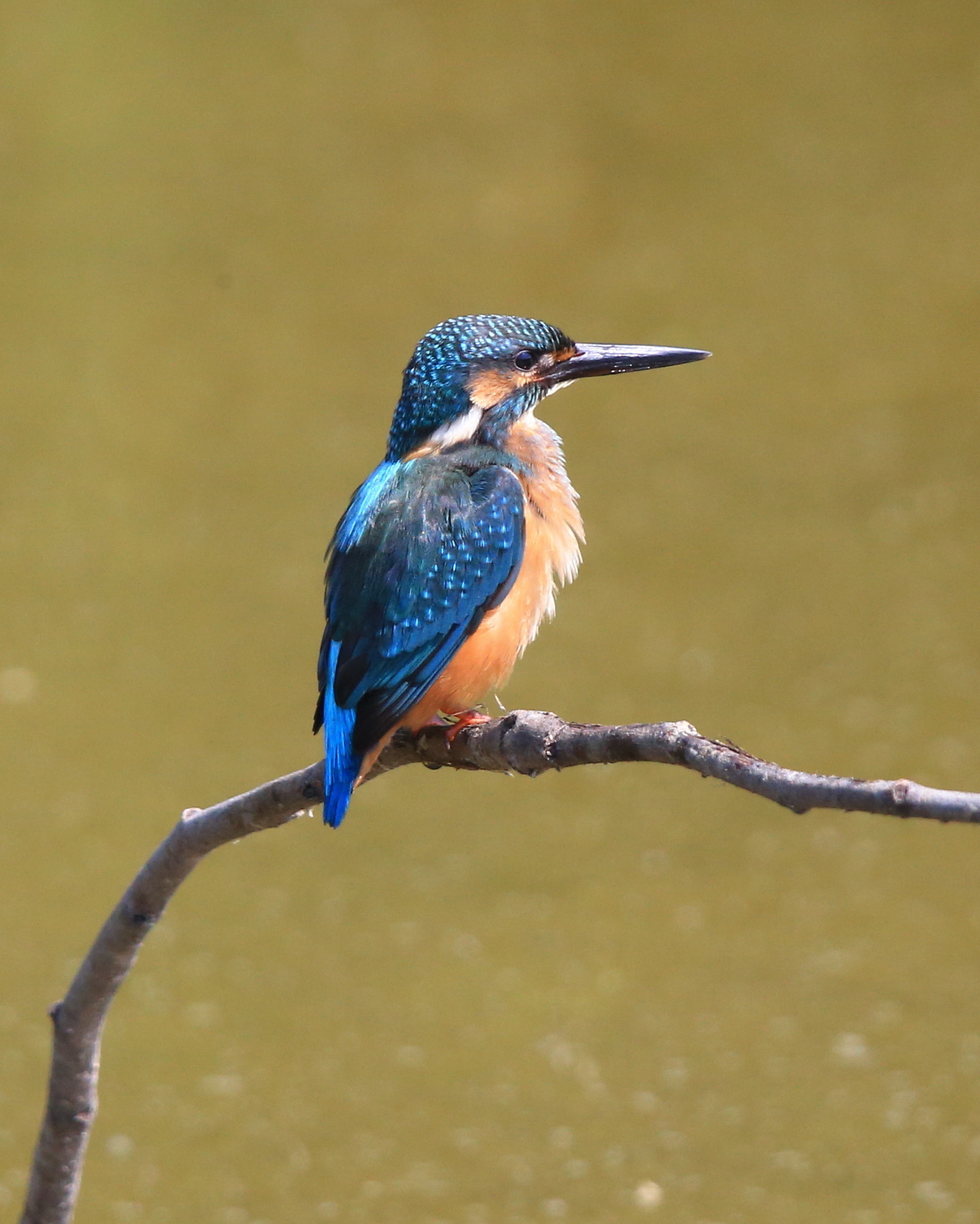 Canon EF 600mm F4L IS II USM sample photo. 307 photography