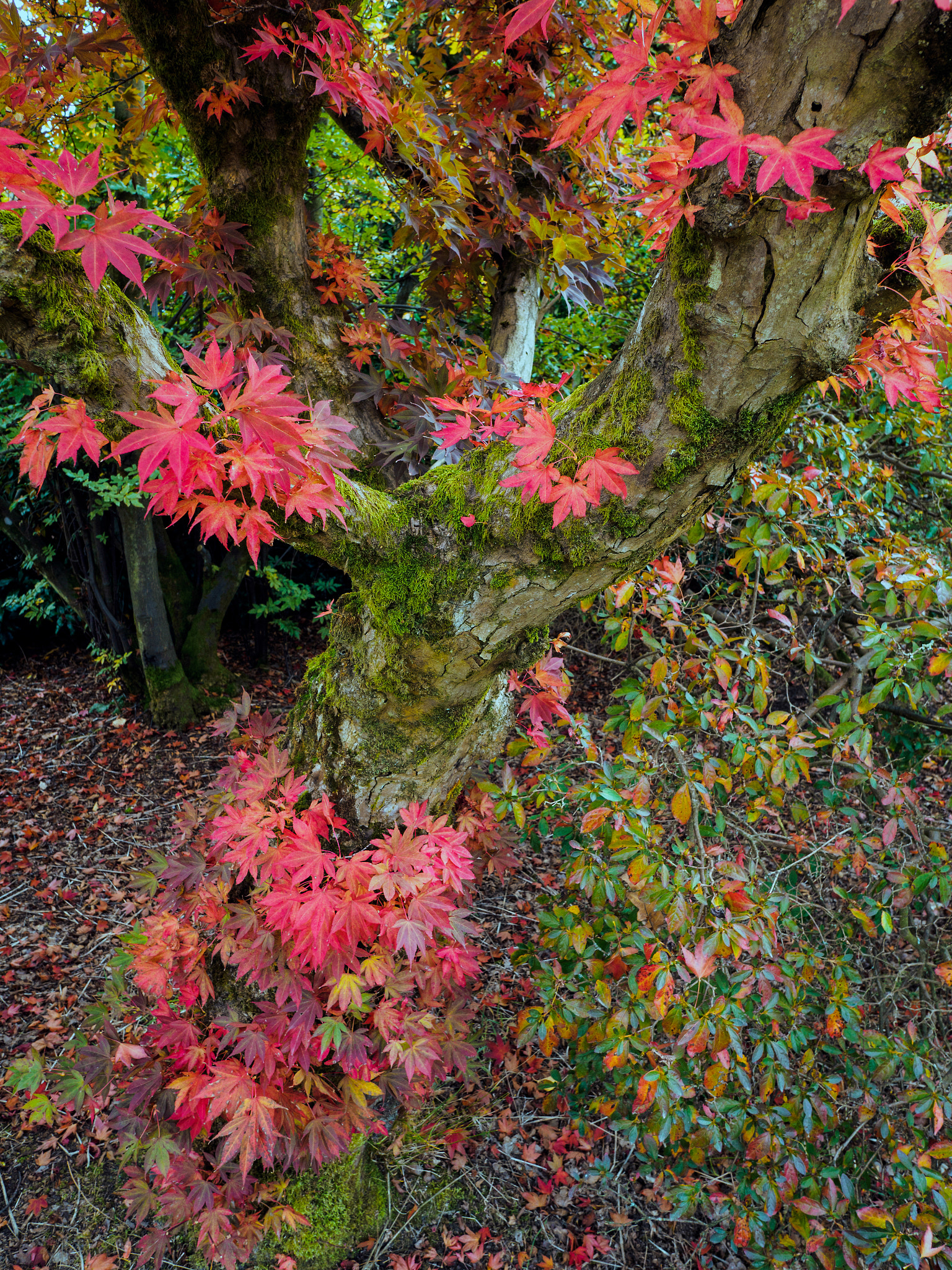 Olympus PEN-F + OLYMPUS M.12mm F2.0 sample photo. Japanese maple (acer palmatum) in autumn colours photography