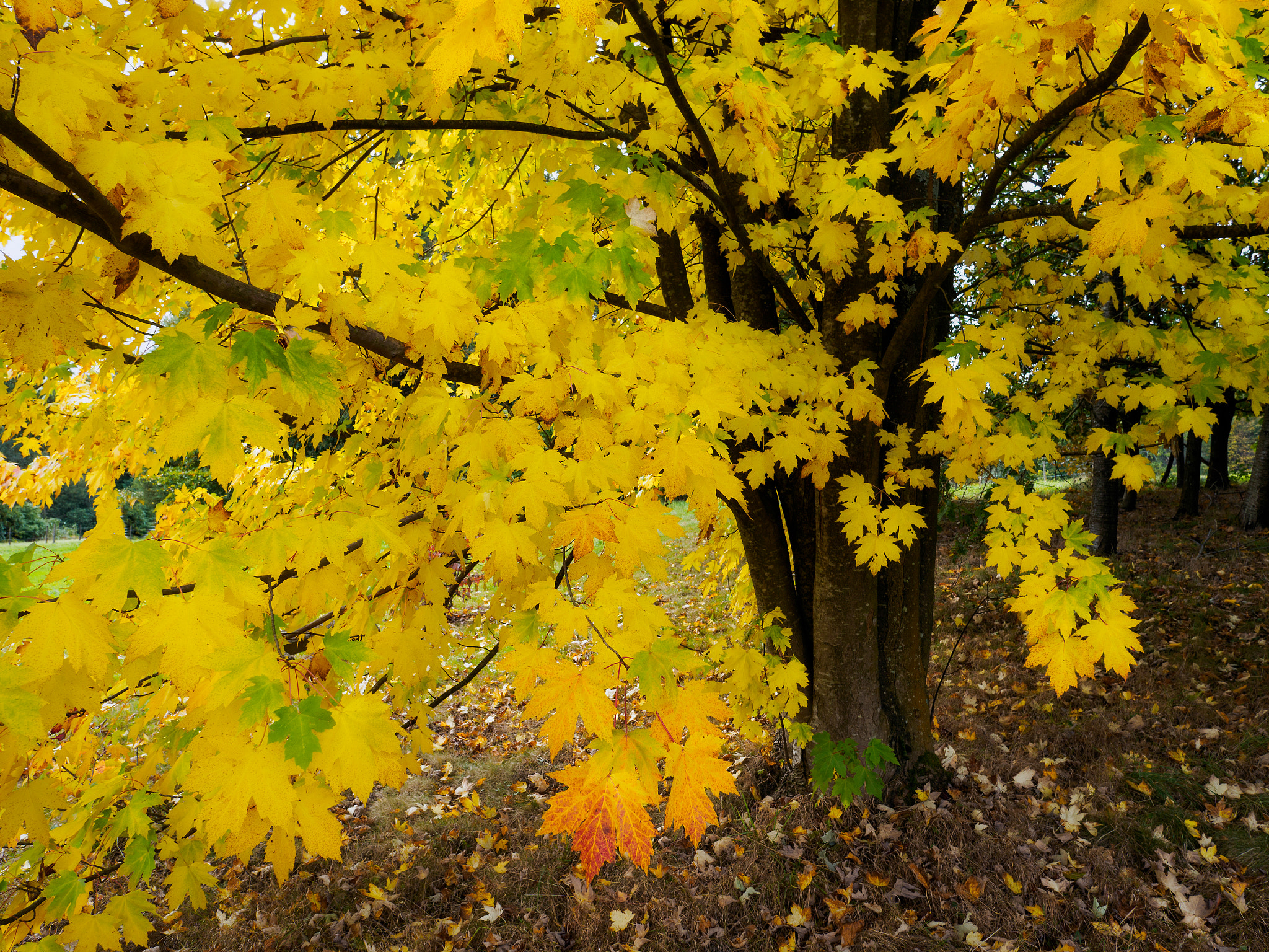 Olympus PEN-F + OLYMPUS M.12mm F2.0 sample photo. Acer soccharinum tree in autumn photography