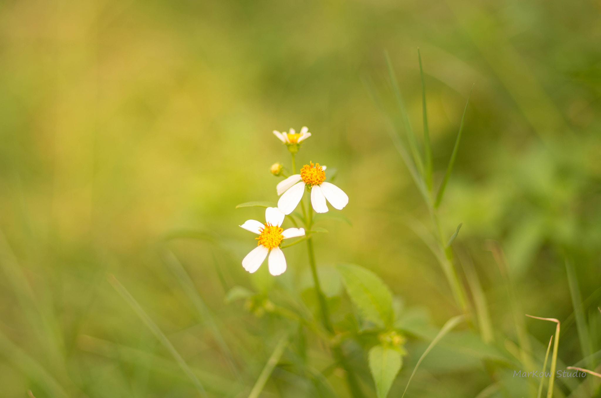 Pentax smc FA 77mm 1.8 Limited sample photo. 2 photography