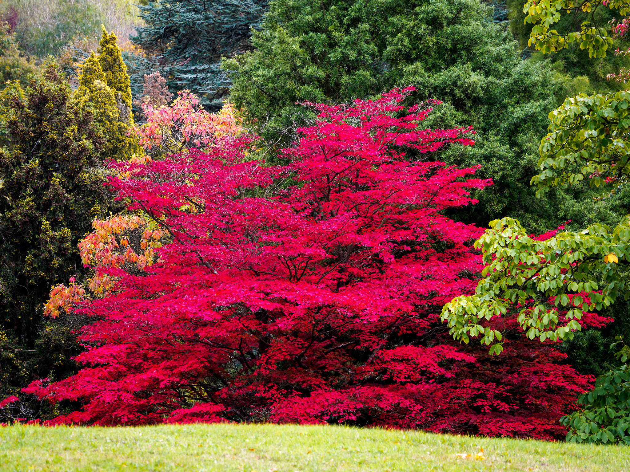 Olympus PEN-F sample photo. Japanese maple (acer palmatum) in autumn colours photography