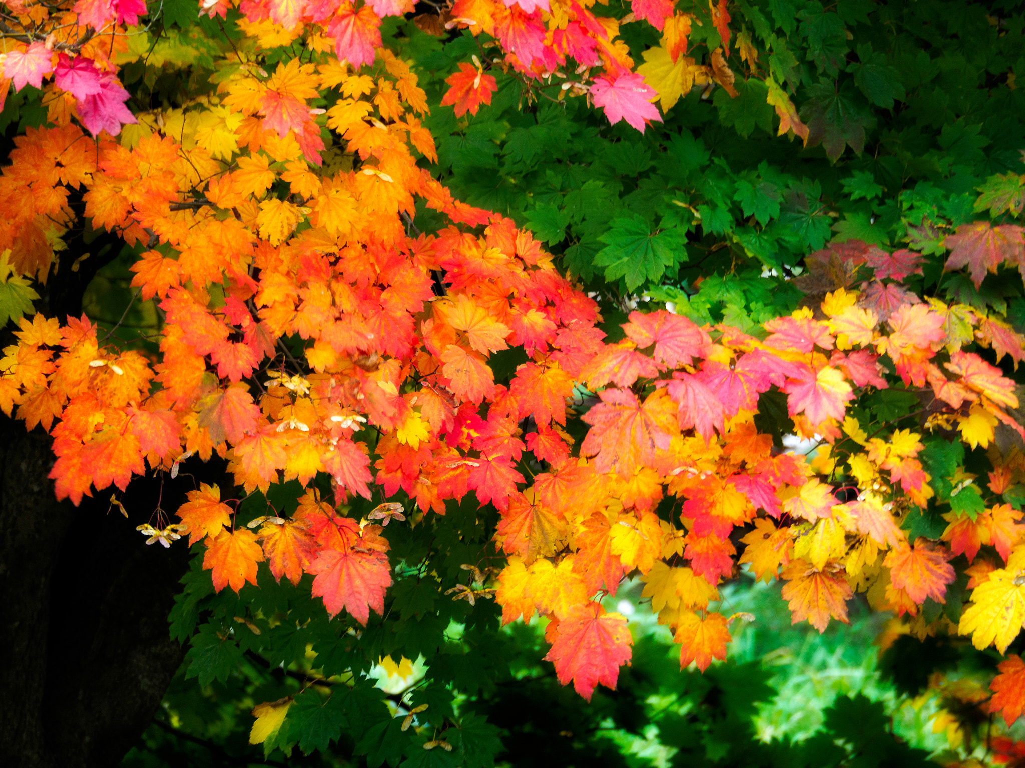 Olympus PEN-F + Olympus M.Zuiko ED 75-300mm F4.8-6.7 II sample photo. Japanese maple (acer palmatum) in autumn colours photography