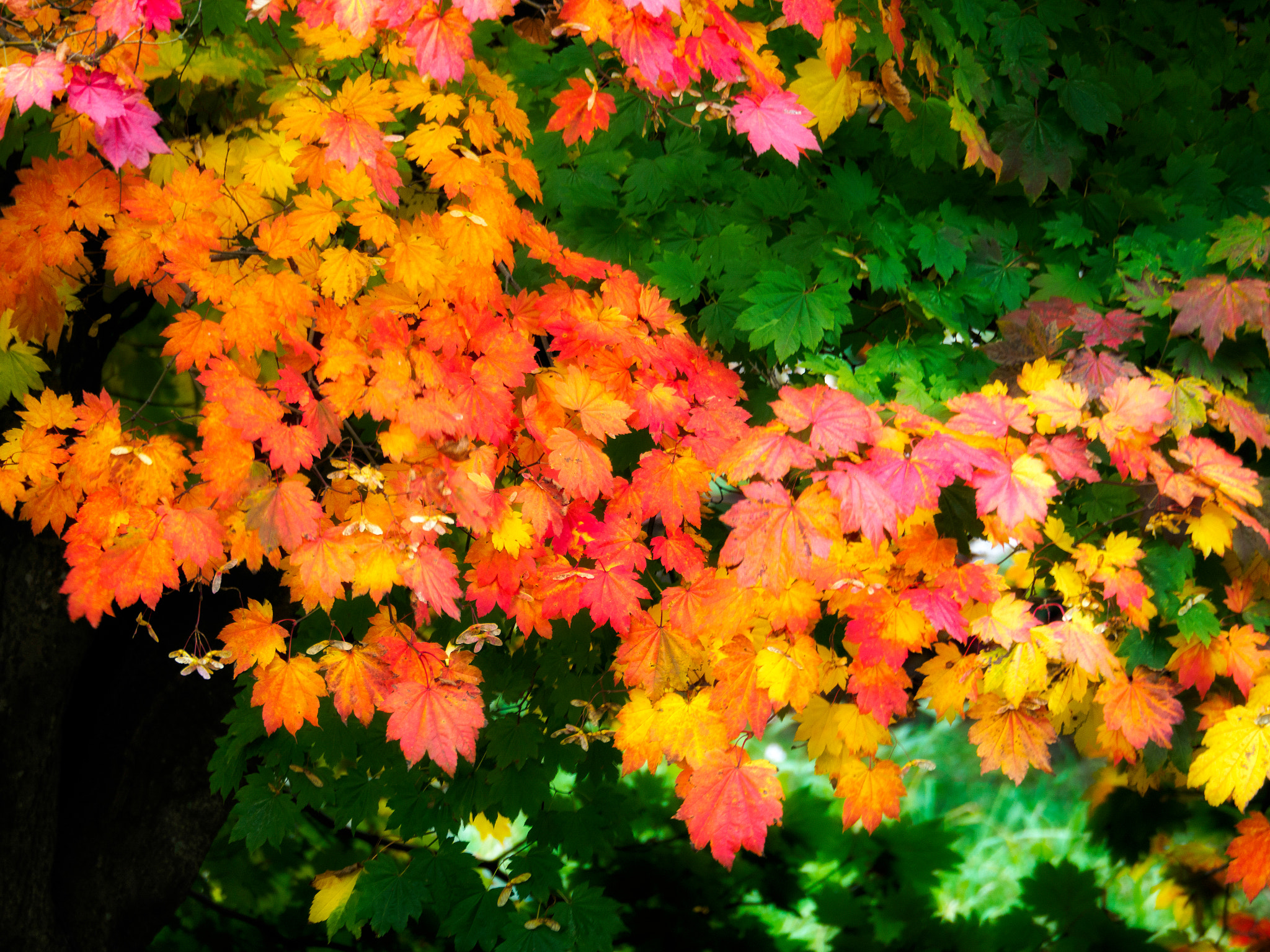 Olympus PEN-F sample photo. Japanese maple (acer palmatum) in autumn colours photography