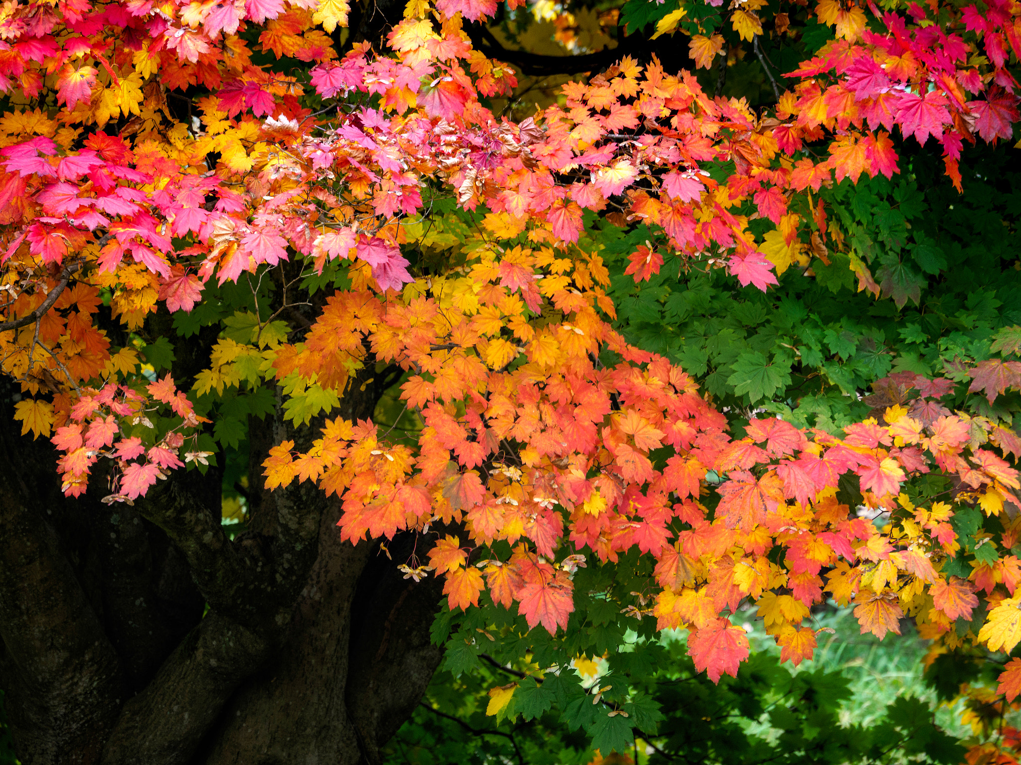 Olympus PEN-F sample photo. Japanese maple (acer palmatum) in autumn colours photography