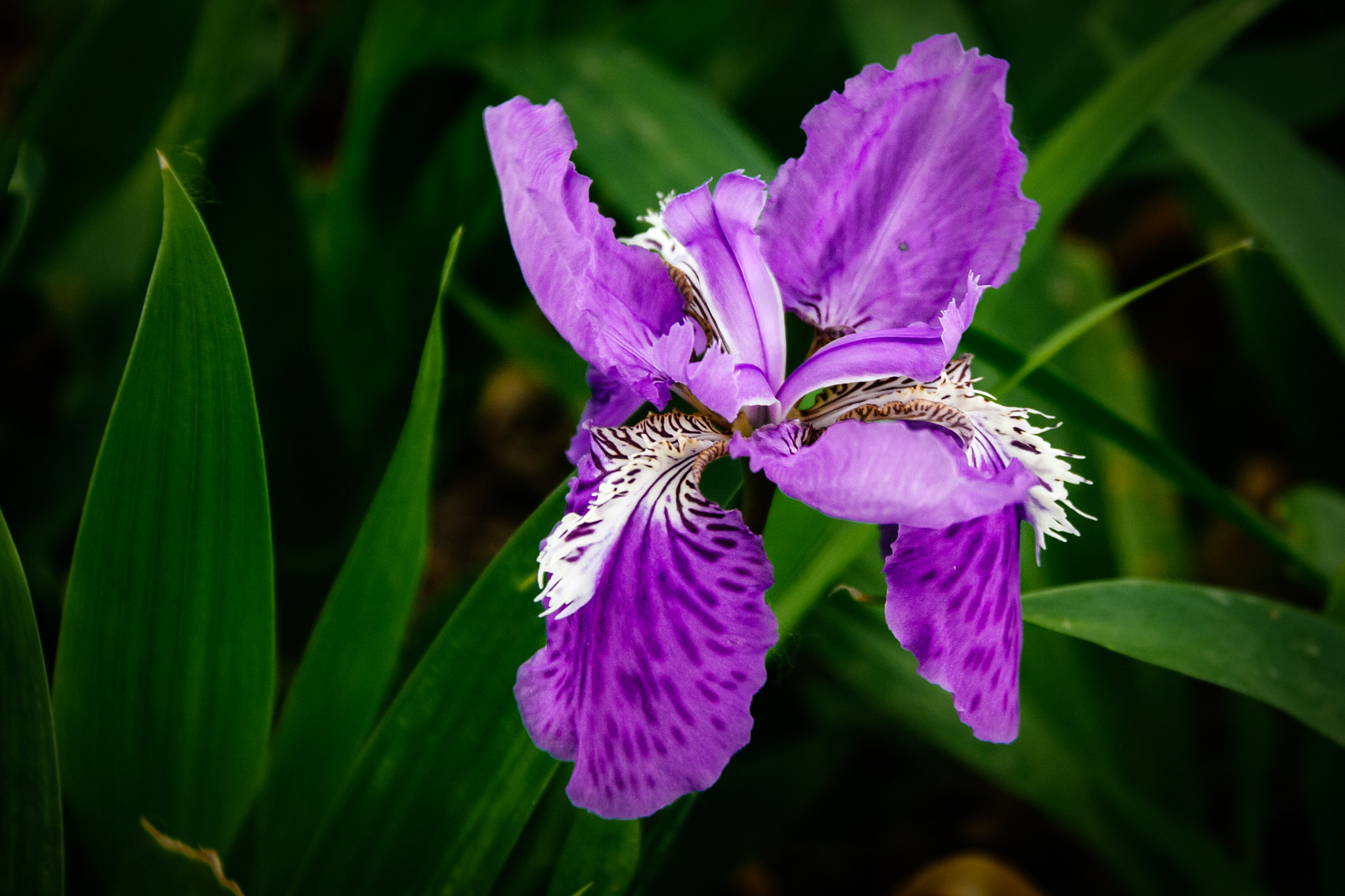 Canon EF-S 18-200mm F3.5-5.6 IS sample photo. Iris speculatrix photography