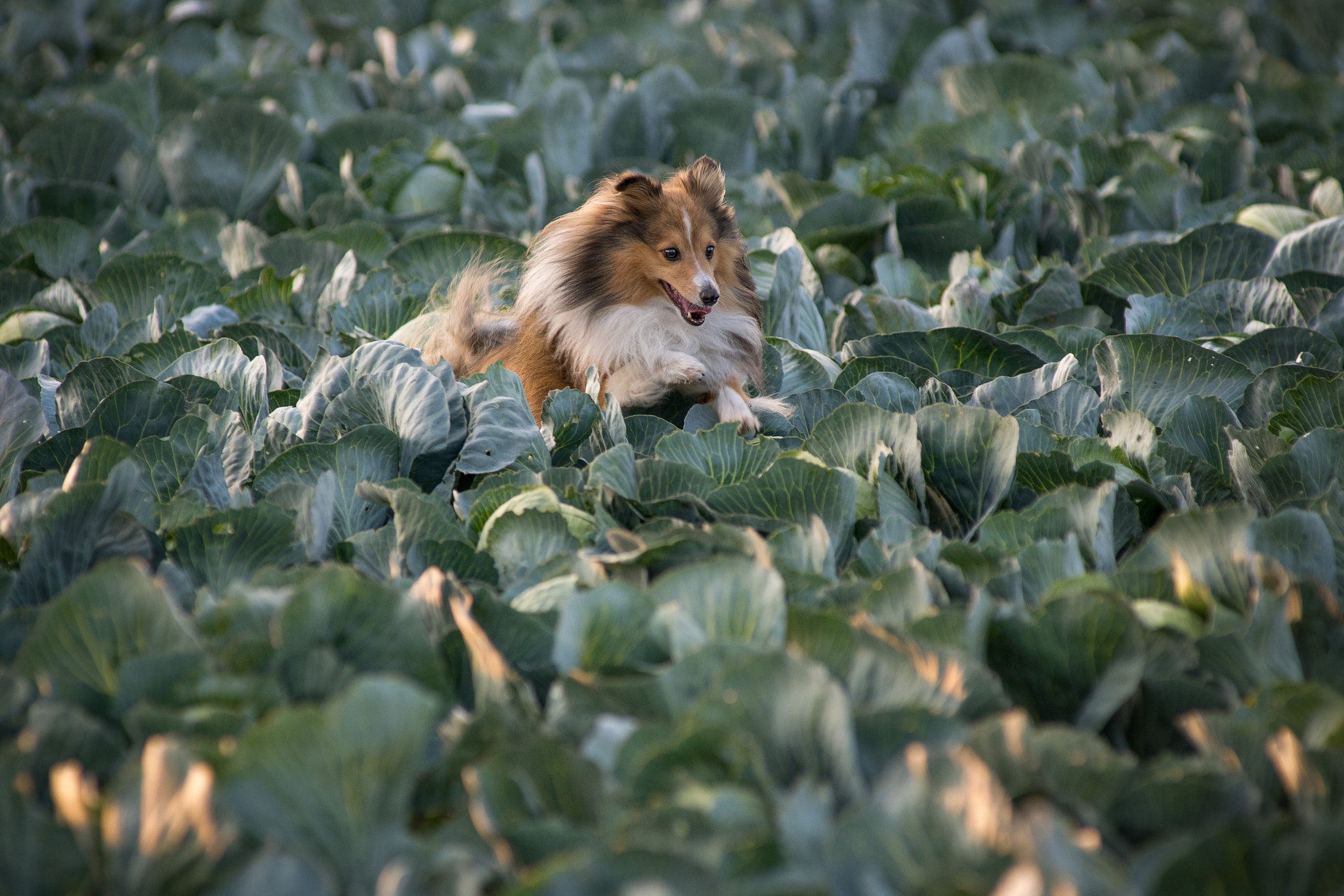Minolta AF 80-200mm F2.8 HS-APO G sample photo. Cabage fun photography