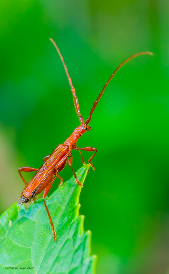 Nikon AF-S DX Micro-Nikkor 85mm F3.5G ED VR sample photo. Xxtw edited photography