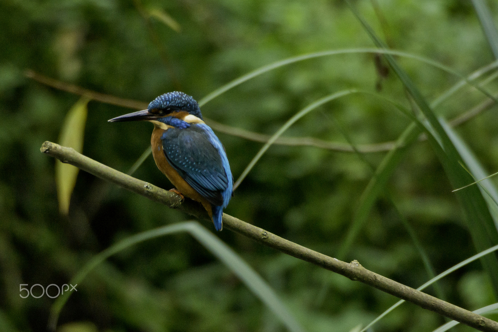 Sigma AF 170-500mm F5-6.3 APO Aspherical sample photo. Eurasian kingfisher (alcedo atthis) photography