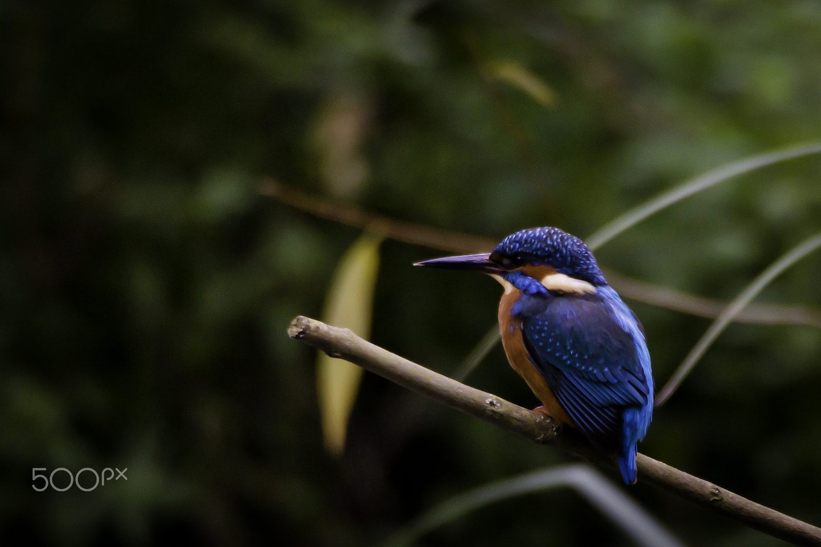 Sony SLT-A77 + Sigma AF 170-500mm F5-6.3 APO Aspherical sample photo. Eurasian kingfisher (alcedo atthis) photography
