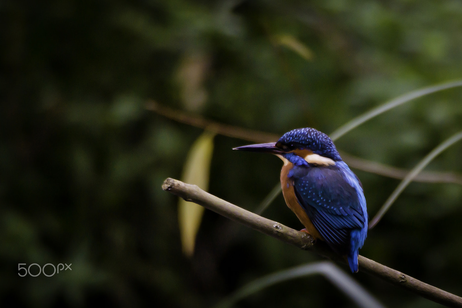 Sigma AF 170-500mm F5-6.3 APO Aspherical sample photo. Eurasian kingfisher (alcedo atthis) photography