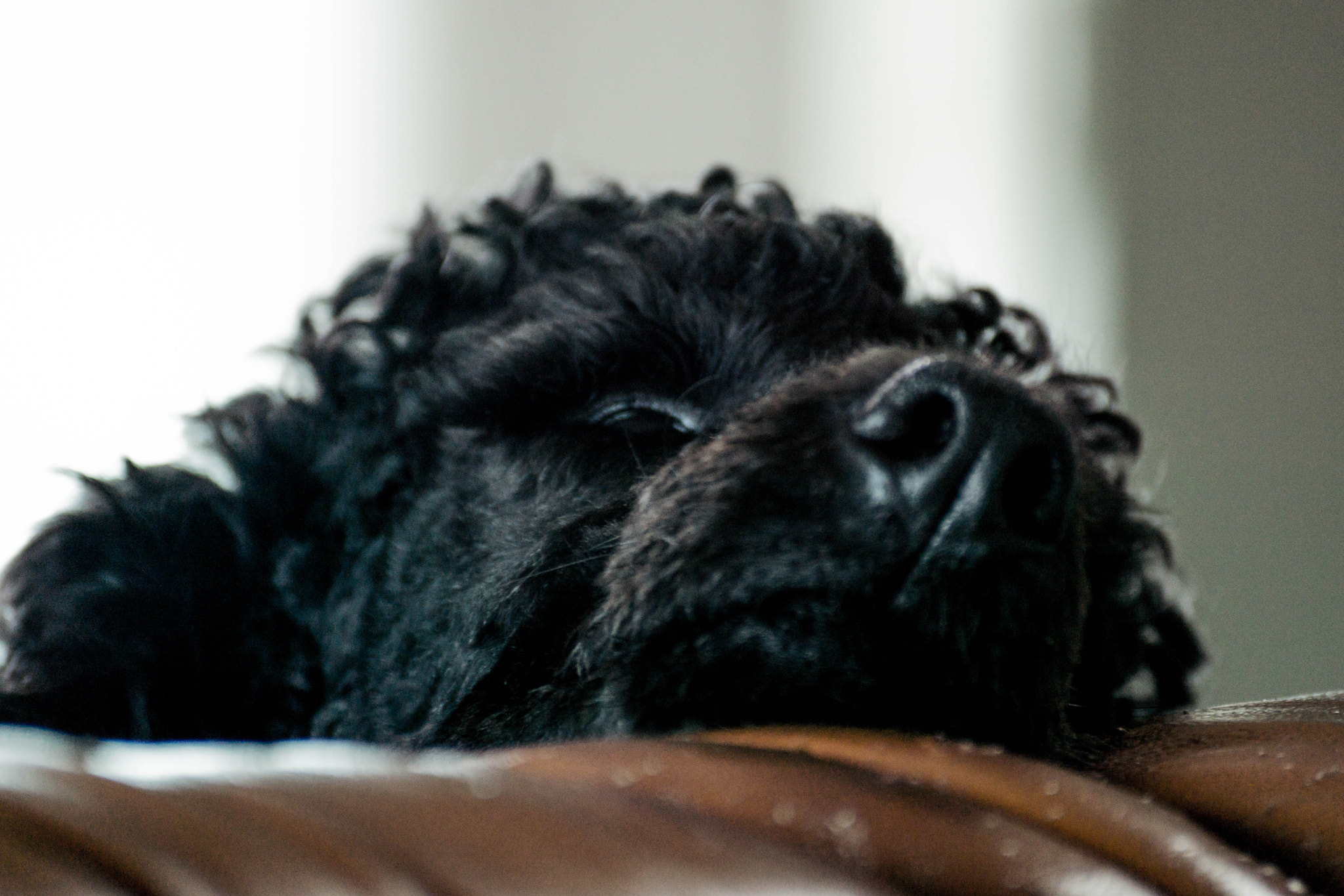 Sony SLT-A65 (SLT-A65V) sample photo. Standard poodle close nose shot photography