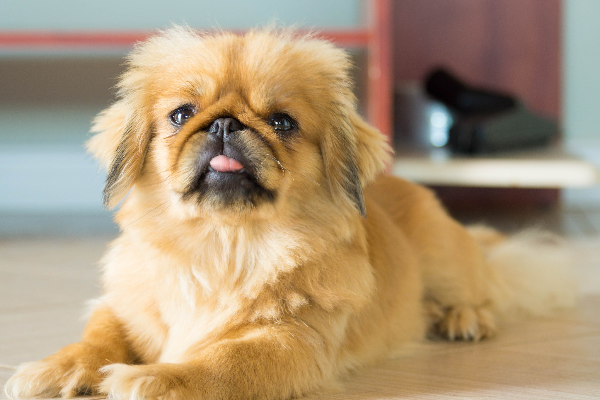 Sony SLT-A65 (SLT-A65V) sample photo. Pekingese valentina photography