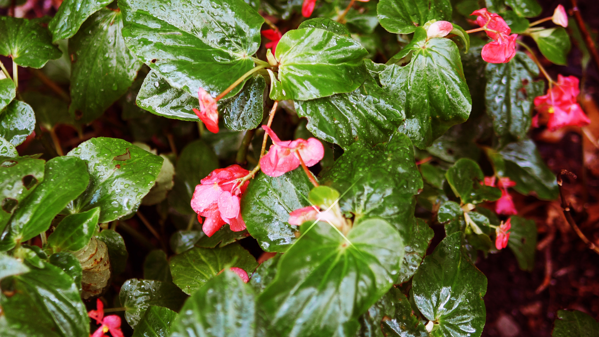 Panasonic Lumix DMC-GH3 + Panasonic Leica DG Summilux 25mm F1.4 II ASPH sample photo. Rainyday photography