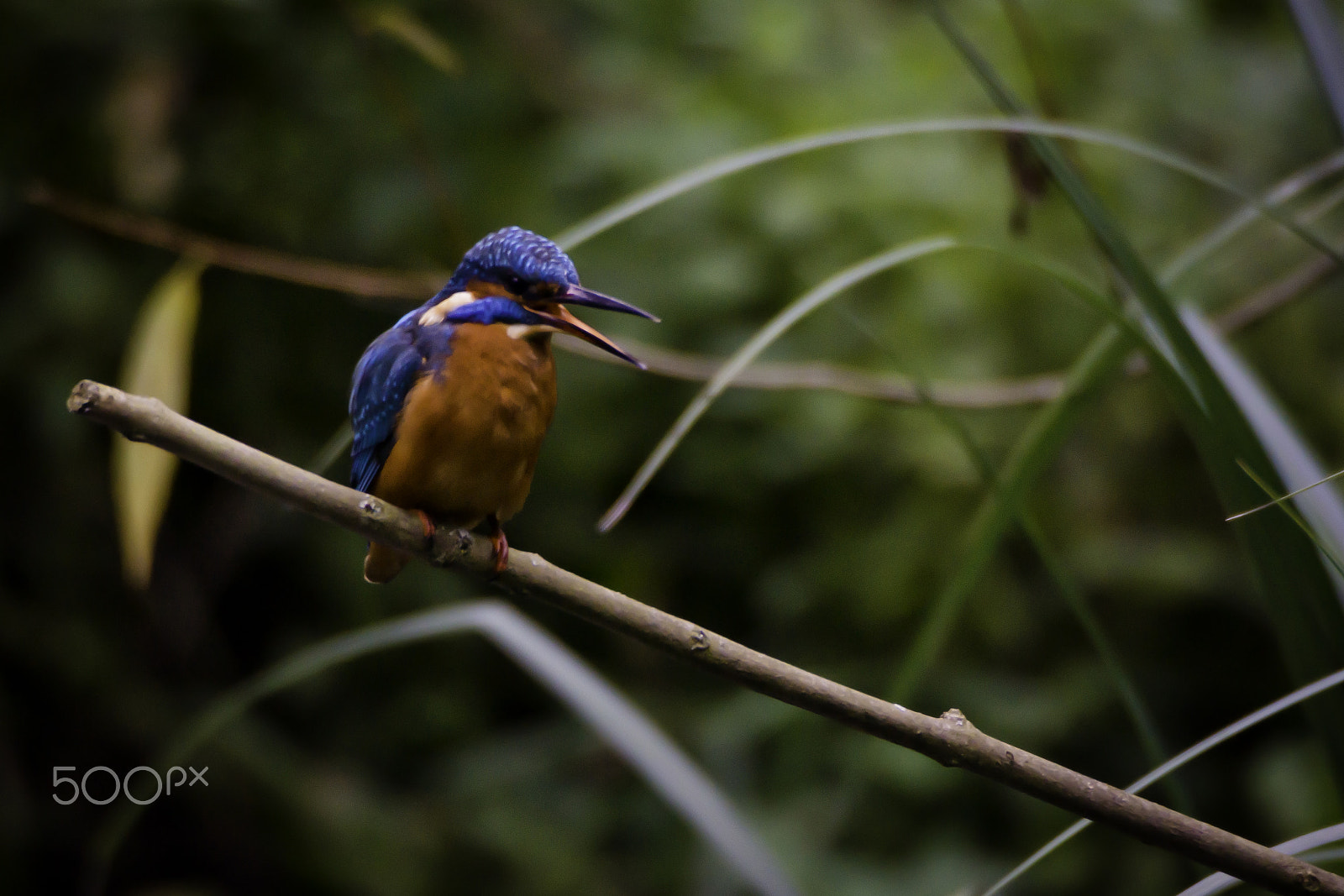 Sigma AF 170-500mm F5-6.3 APO Aspherical sample photo. Eurasian kingfisher (alcedo atthis) photography