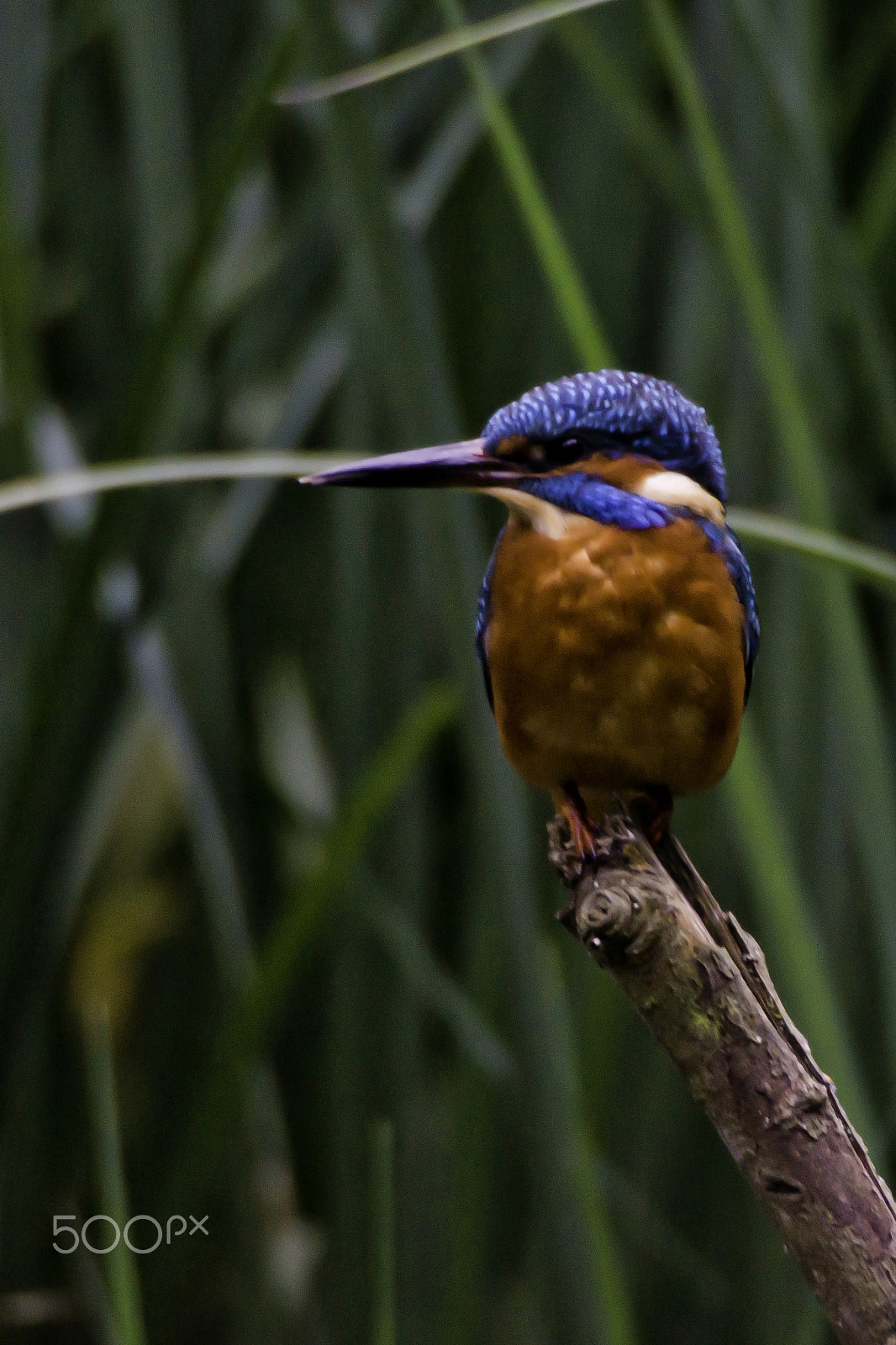 Sony SLT-A77 sample photo. Eurasian kingfisher (alcedo atthis) photography