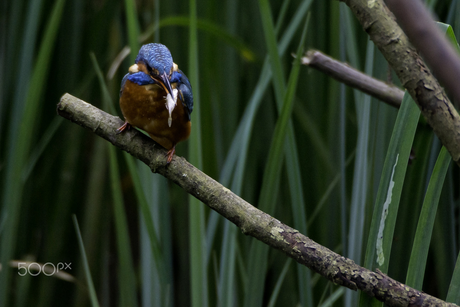 Sony SLT-A77 + Sigma AF 170-500mm F5-6.3 APO Aspherical sample photo. Eurasian kingfisher (alcedo atthis) photography