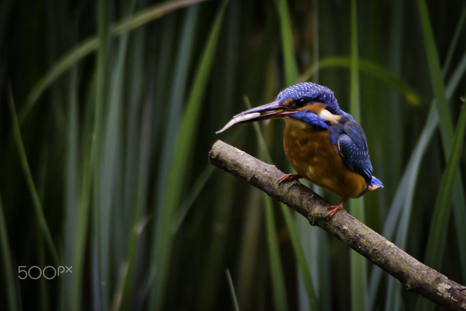 Sigma AF 170-500mm F5-6.3 APO Aspherical sample photo. Eurasian kingfisher (alcedo atthis) photography