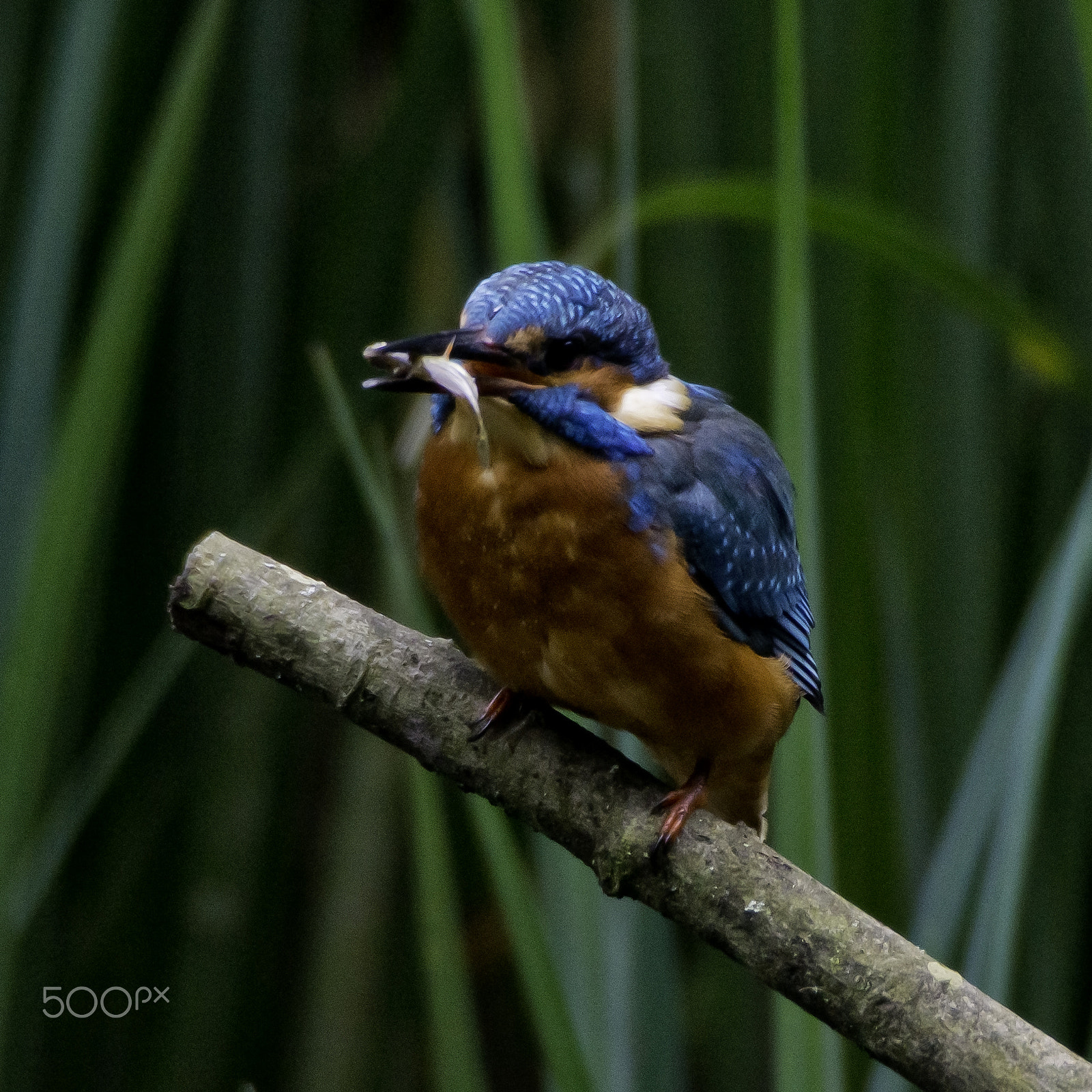 Sigma AF 170-500mm F5-6.3 APO Aspherical sample photo. Eurasian kingfisher (alcedo atthis) photography