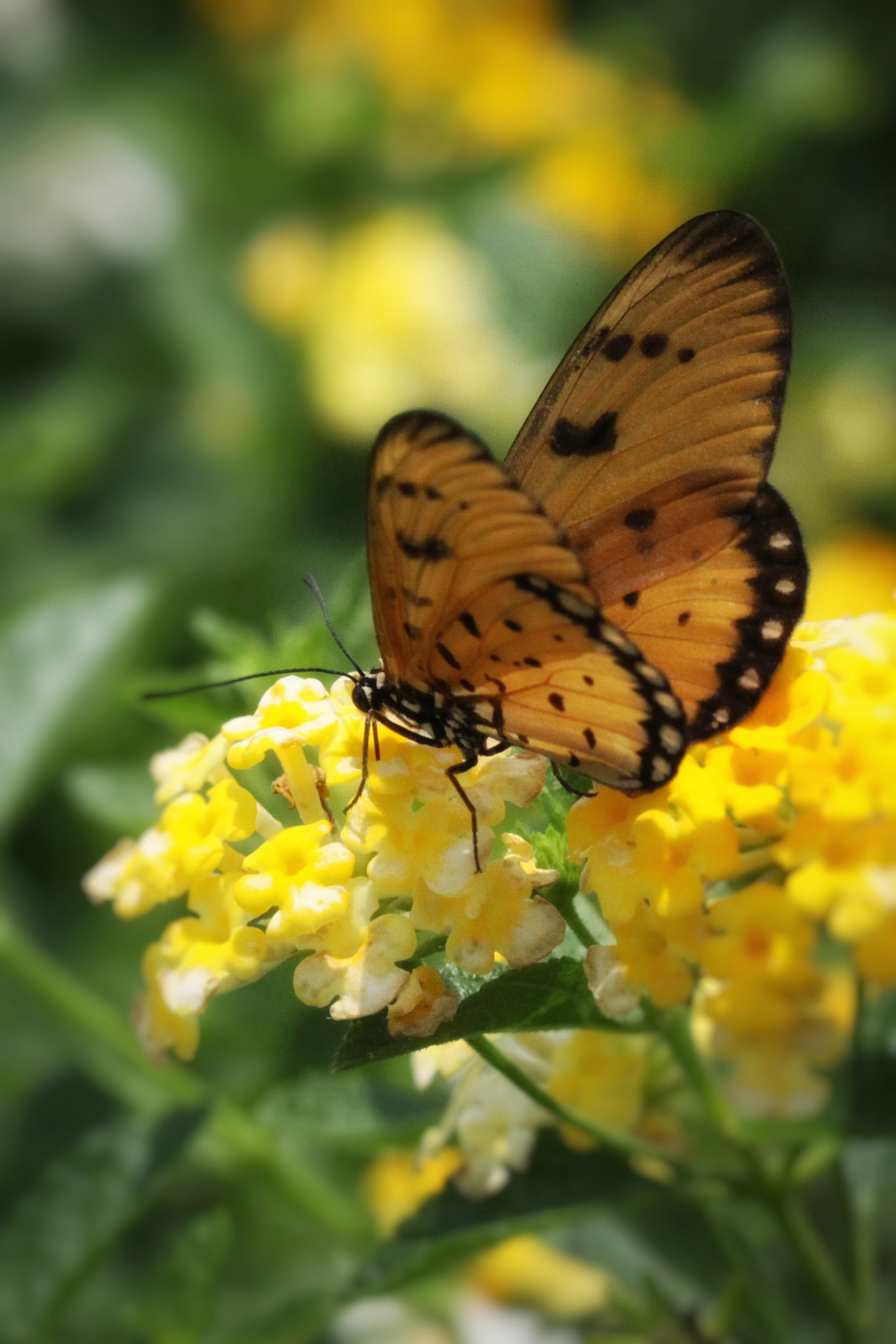 Canon EOS 50D + Canon EF 100mm F2.8 Macro USM sample photo. Butterfly  photography