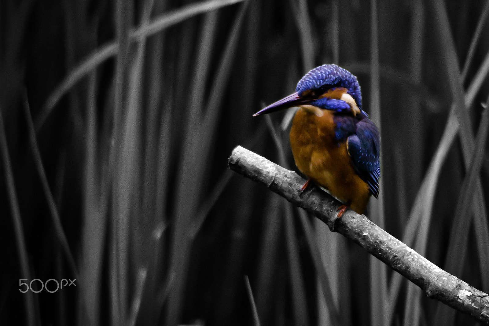 Sony SLT-A77 + Sigma AF 170-500mm F5-6.3 APO Aspherical sample photo. Eurasian kingfisher (alcedo atthis) photography