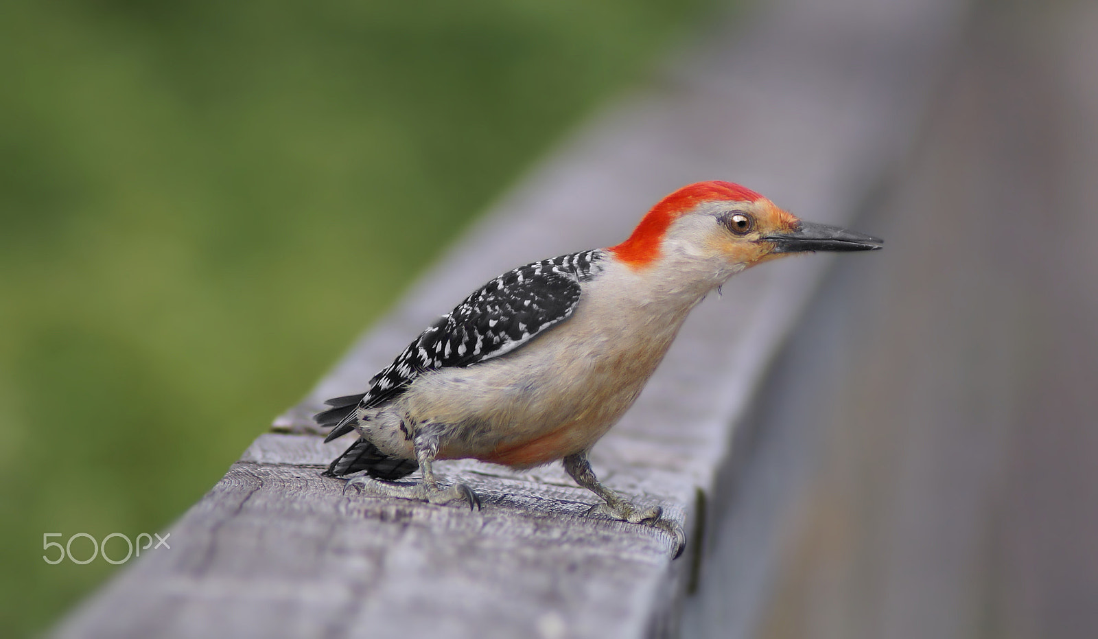 Sony 75-300mm F4.5-5.6 sample photo. Red bellied woodpecker photography