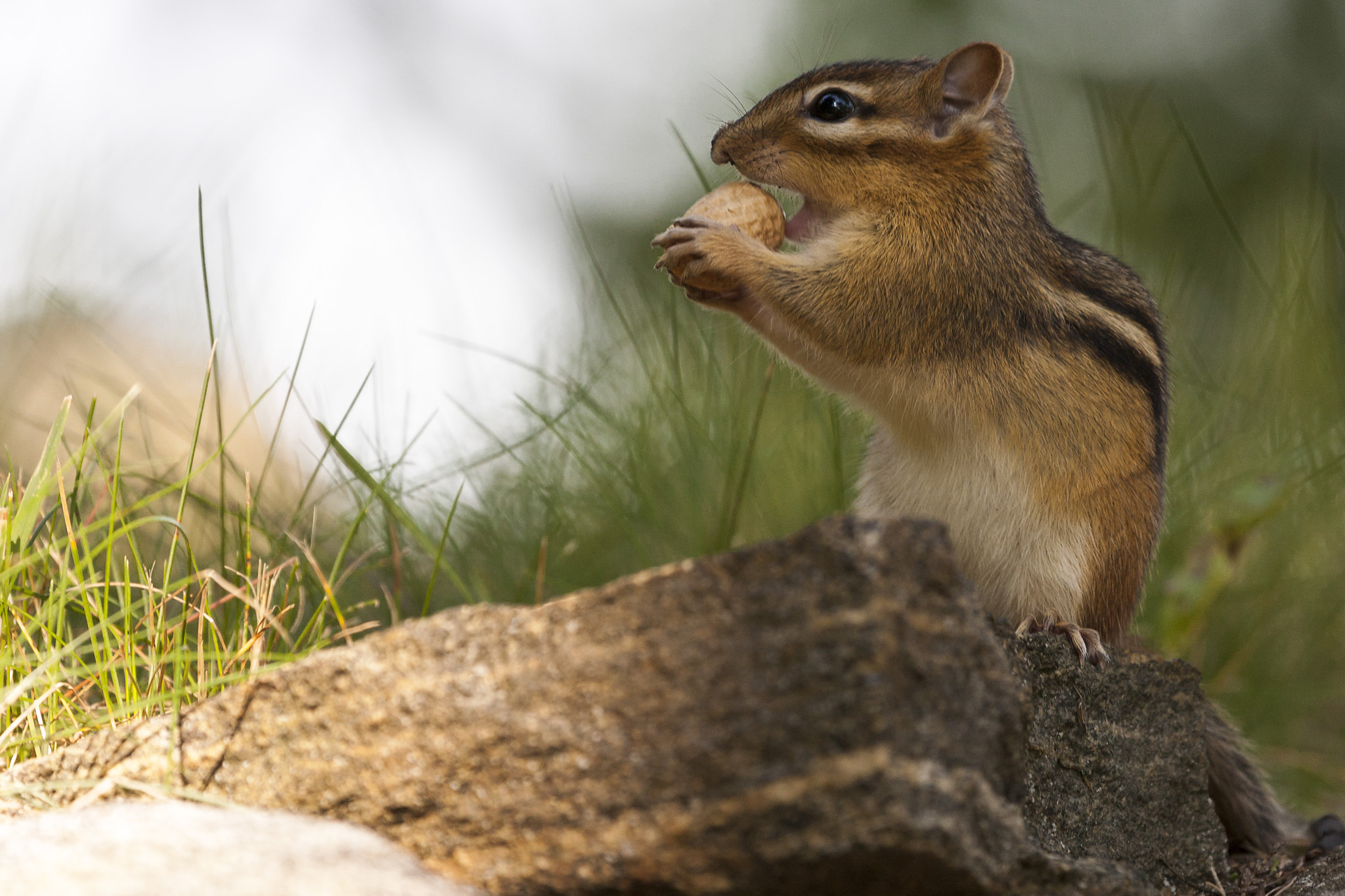 Canon EF 100-400mm F4.5-5.6L IS USM sample photo. Chipmunk photography