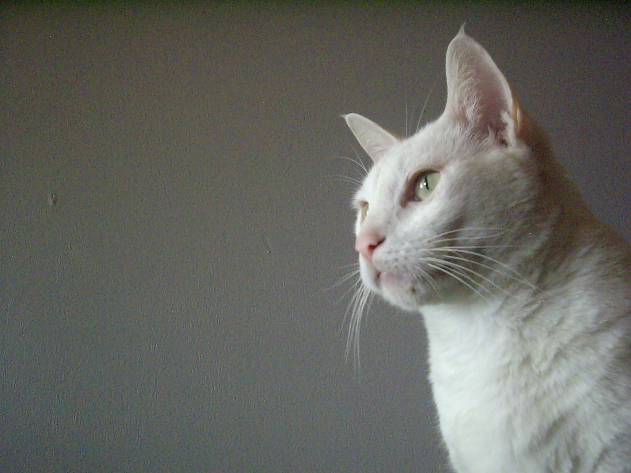 Pentax OPTIO A10 sample photo. Kilo cat photography