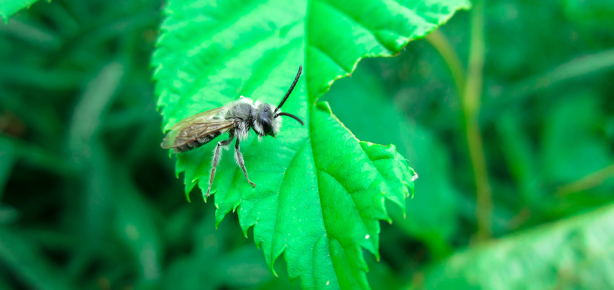 Canon PowerShot ELPH 100 HS (IXUS 115 HS / IXY 210F) sample photo. Fly photography