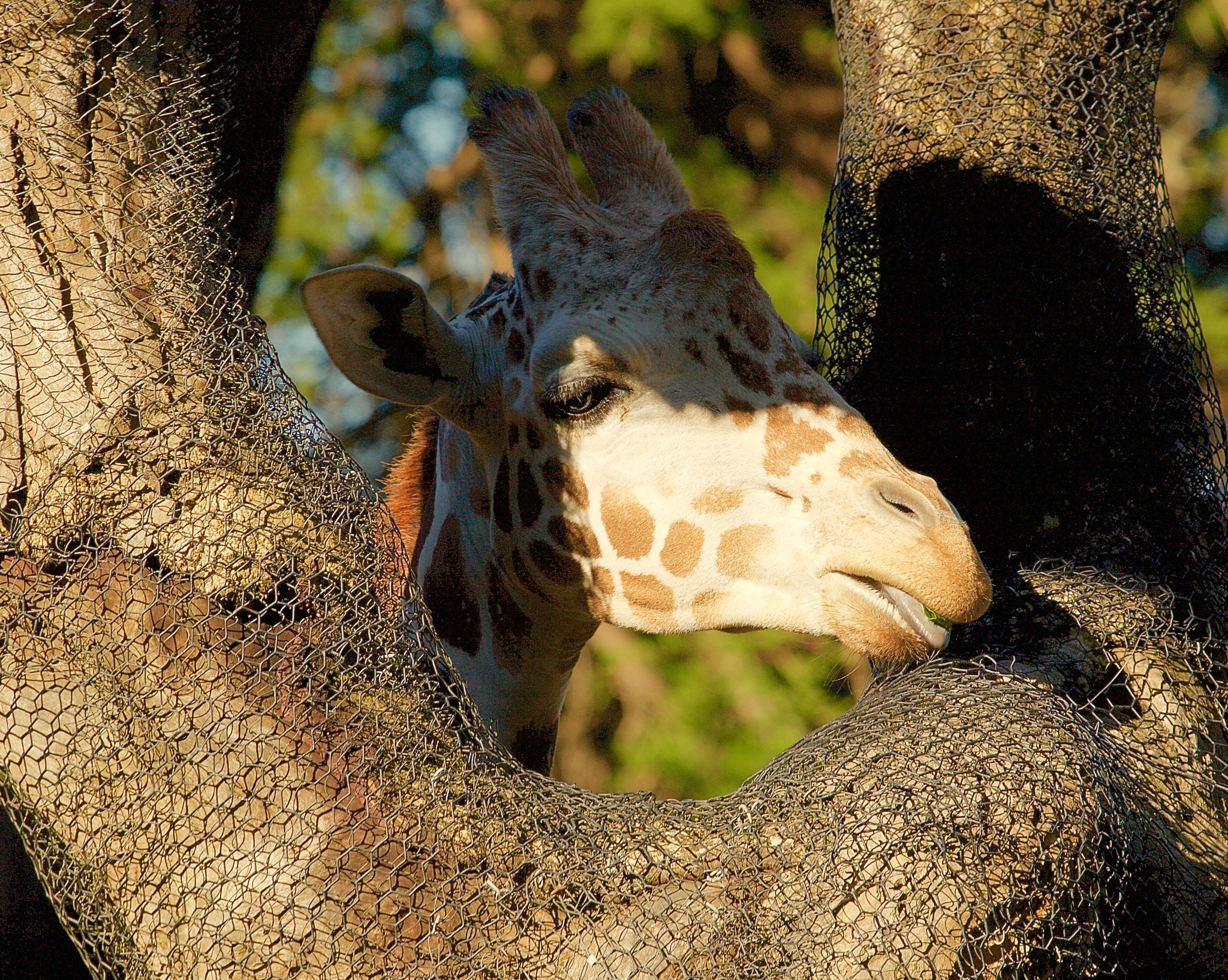 Canon EF 100-400mm F4.5-5.6L IS USM sample photo. Giraffe photography