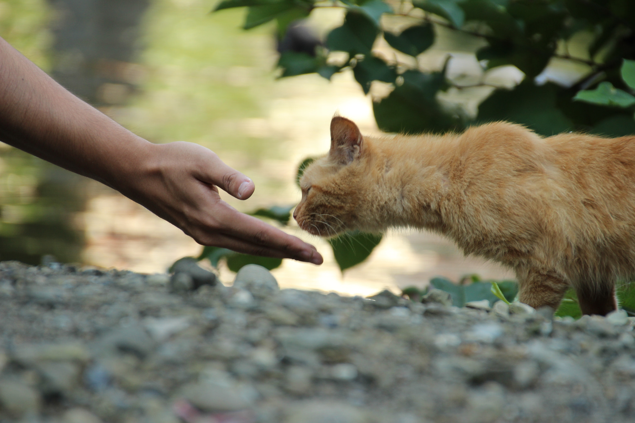 Canon EOS 600D (Rebel EOS T3i / EOS Kiss X5) sample photo. Encounter with wildcat photography