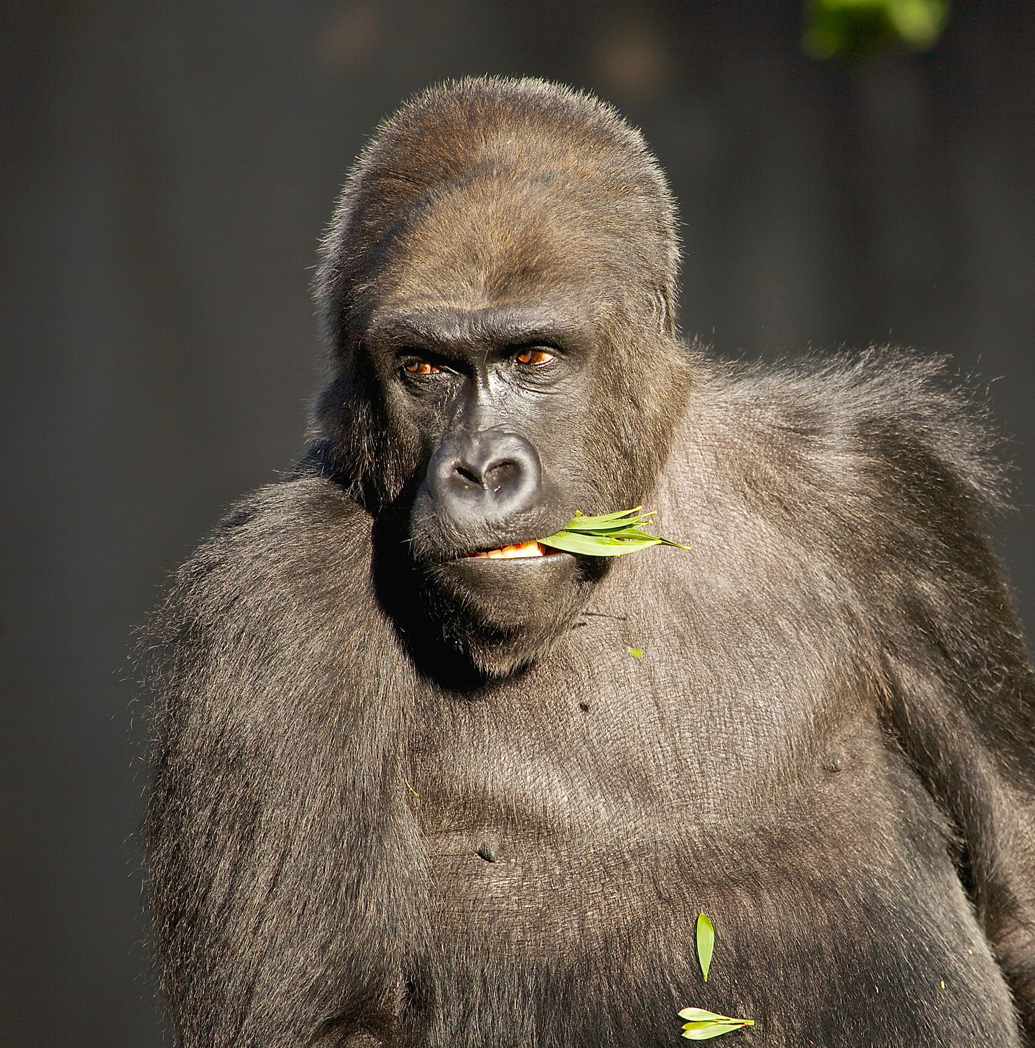 Canon EOS 5D sample photo. Silverback gorilla photography