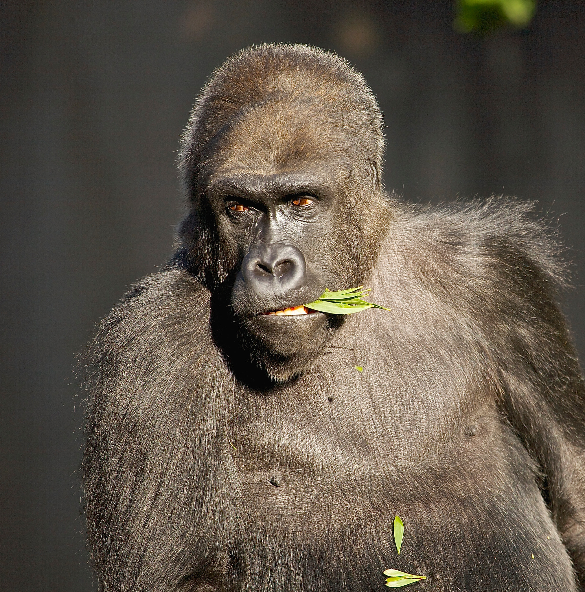 Canon EF 100-400mm F4.5-5.6L IS USM sample photo. Silverback gorilla photography