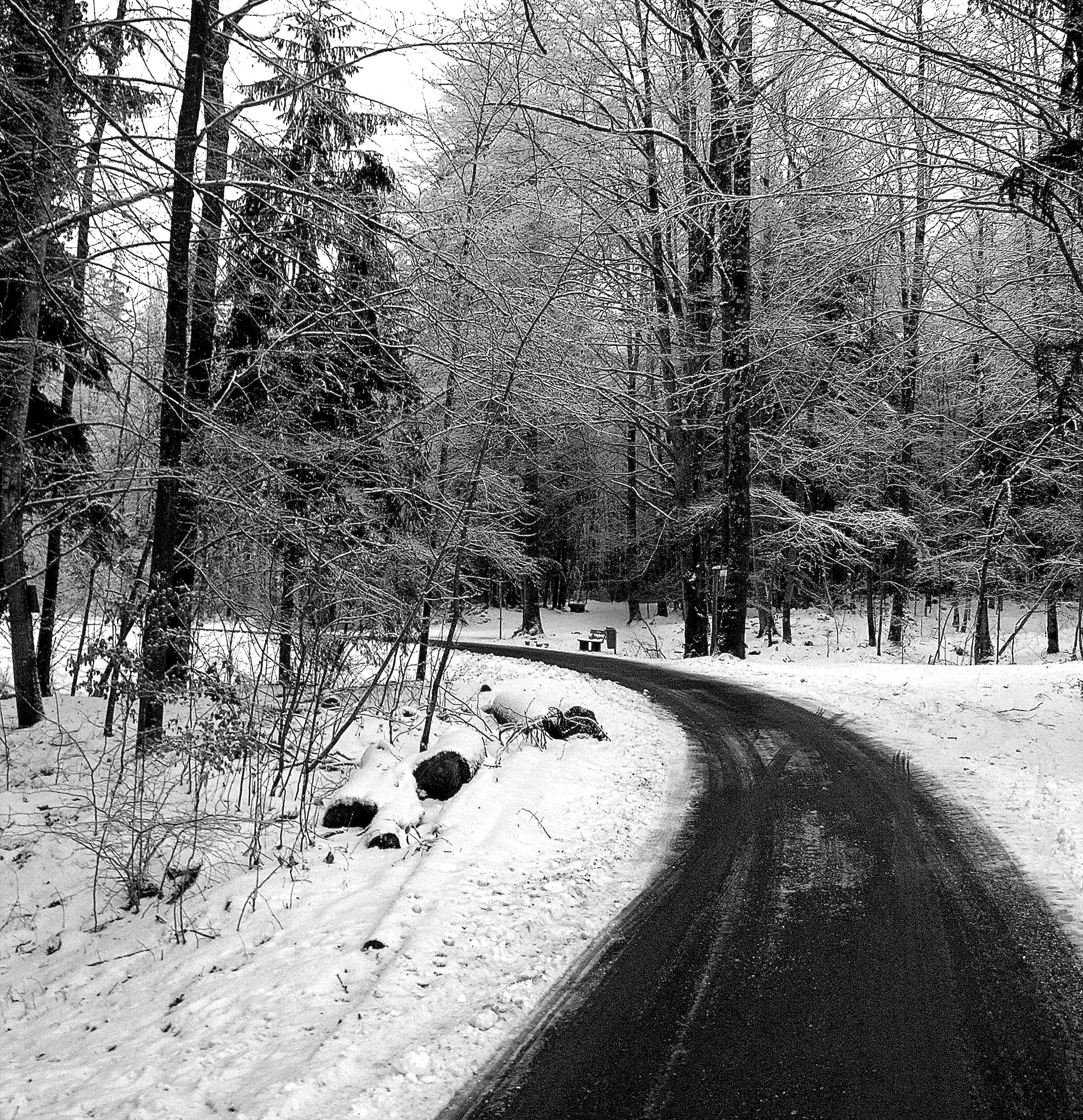 Nikon E8800 sample photo. Road to winter photography