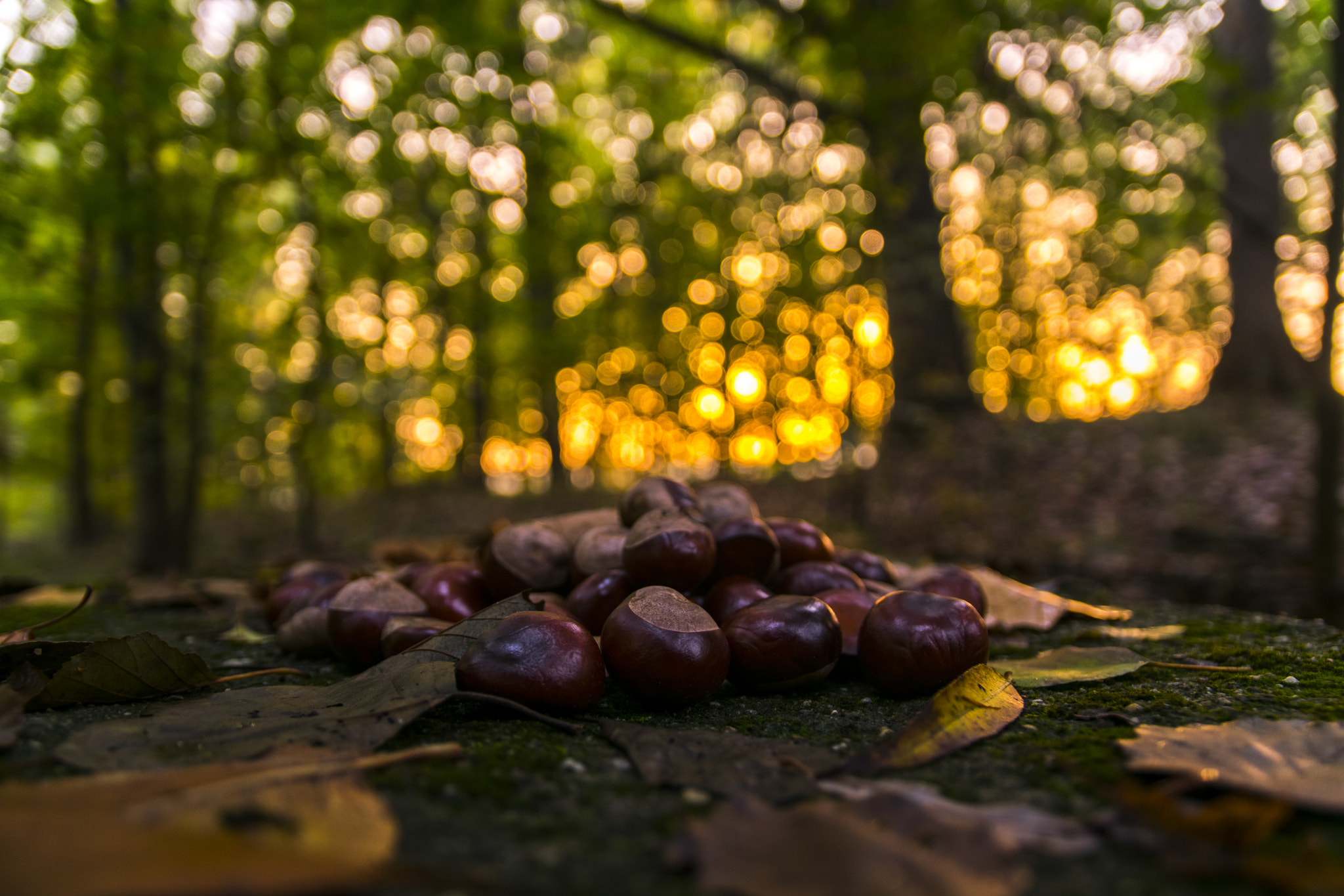 Sigma 17-70mm F2.8-4 DC Macro OS HSM | C sample photo. Chestnuts photography