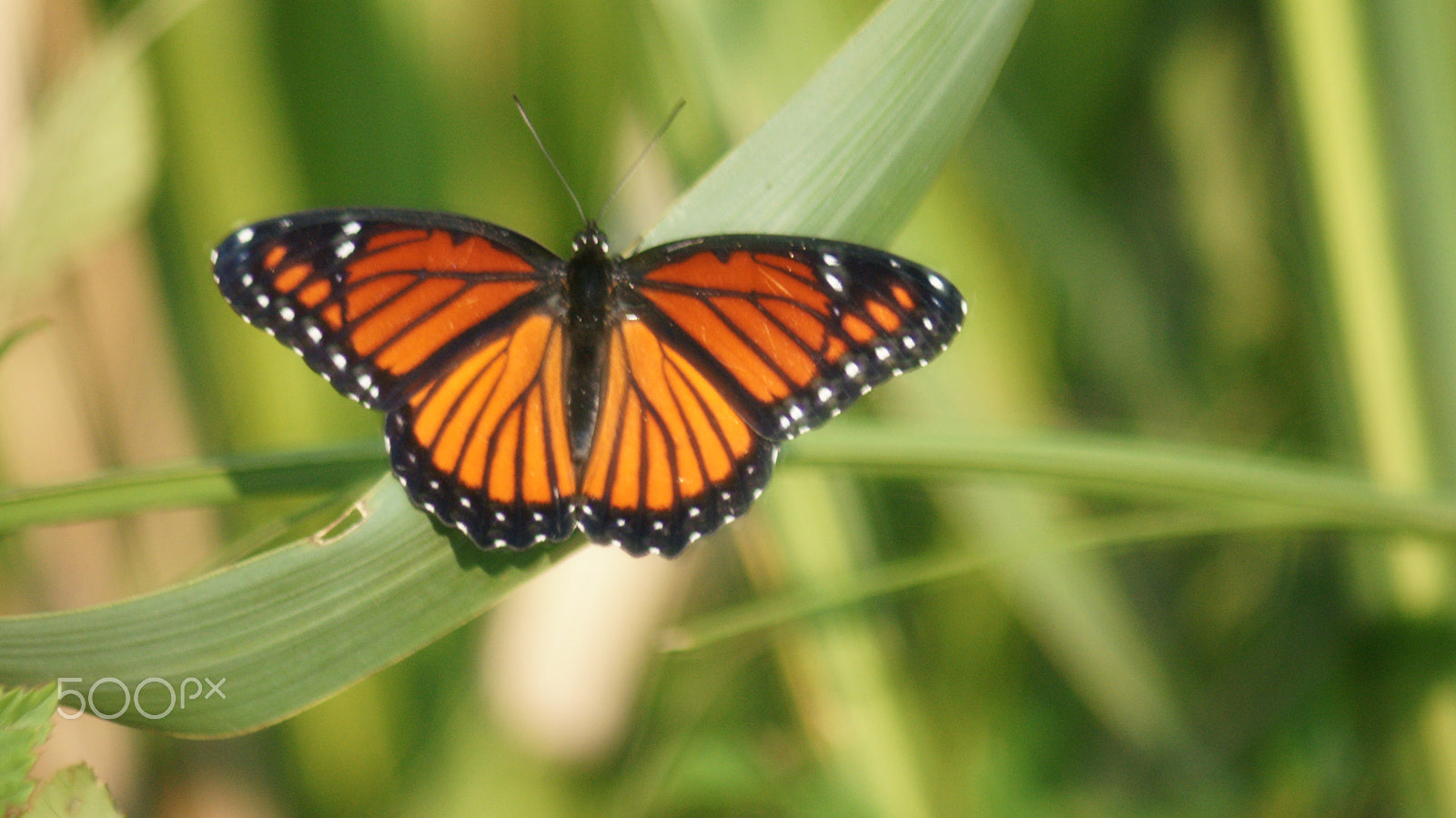 Sony 75-300mm F4.5-5.6 sample photo. It's amazing the beauty that surrounds us if we only look. photography
